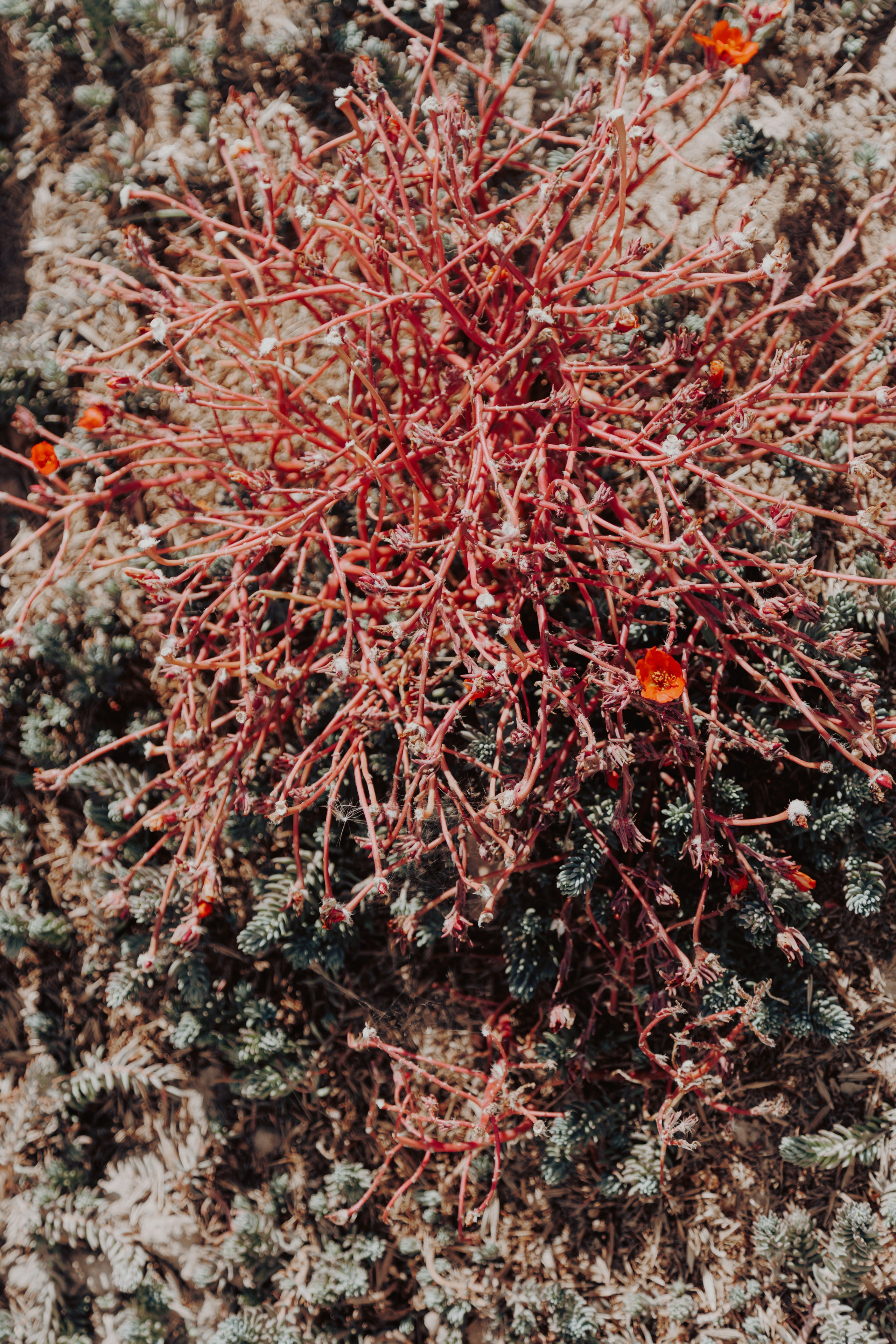 Узбекистан. Креатор Ольга Яш