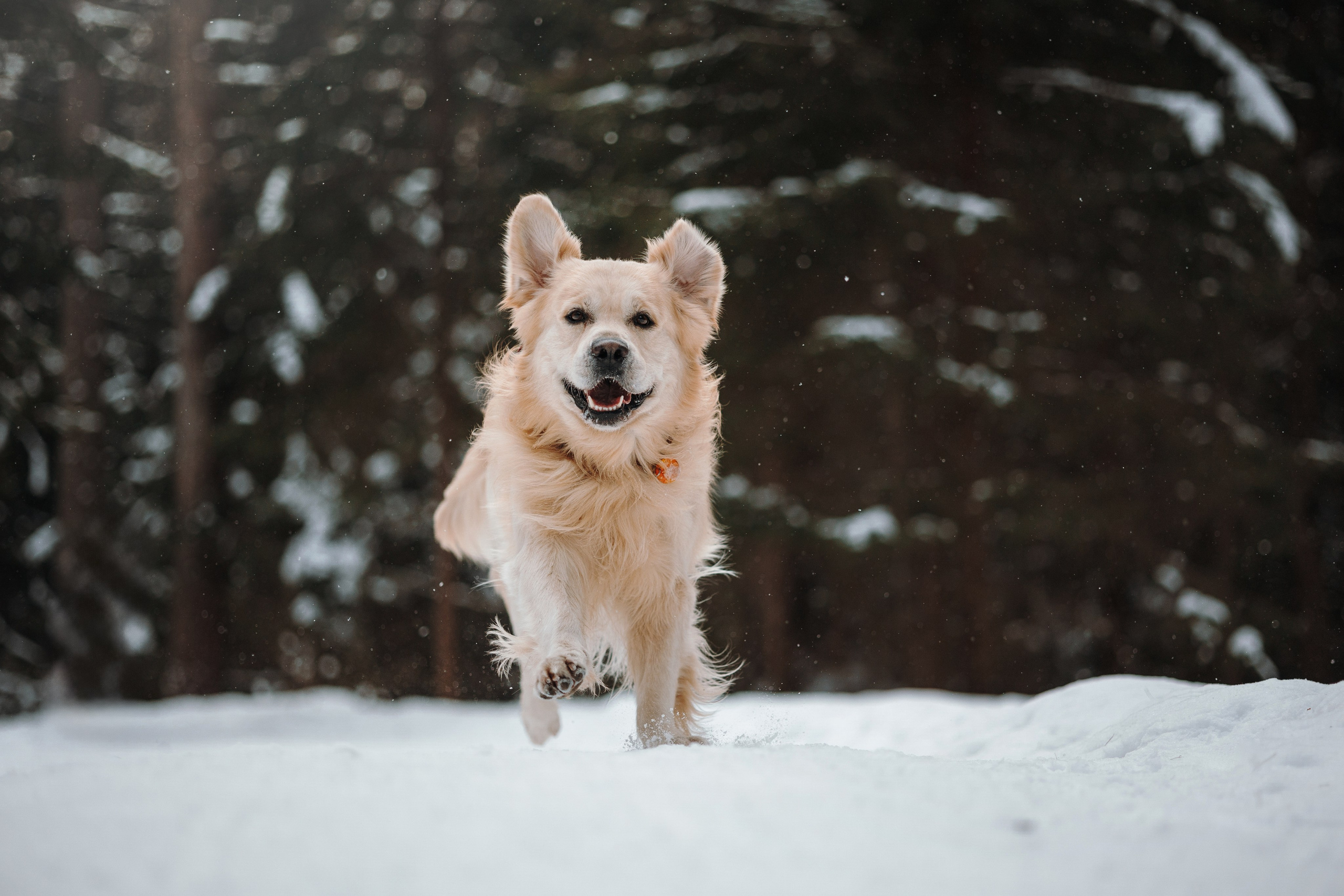 Вика и Лёва. Фотограф — Анималист | Санкт-Петербург