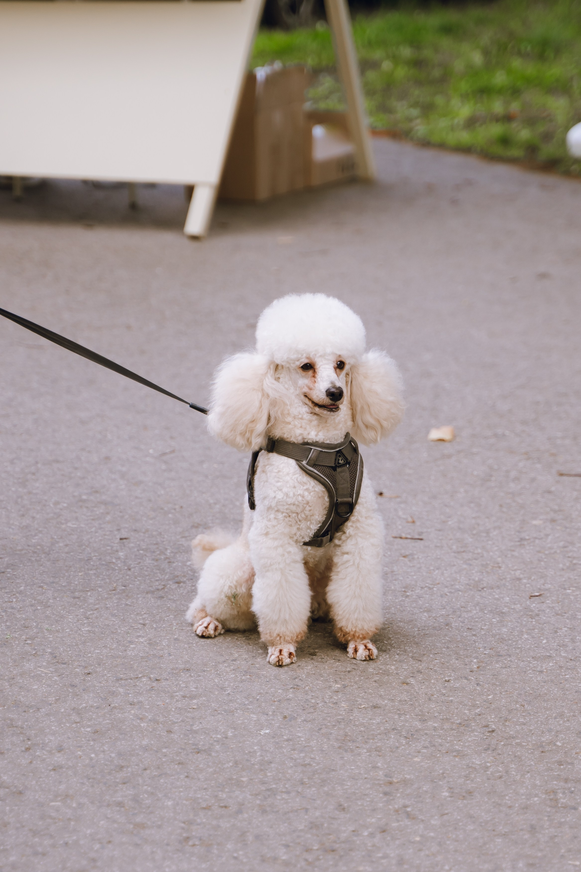 Площадка фестиваля «Мампус и его друзья» в Лесопарке 2025. Фотограф Надежда Погребняк | Рязань | Москва