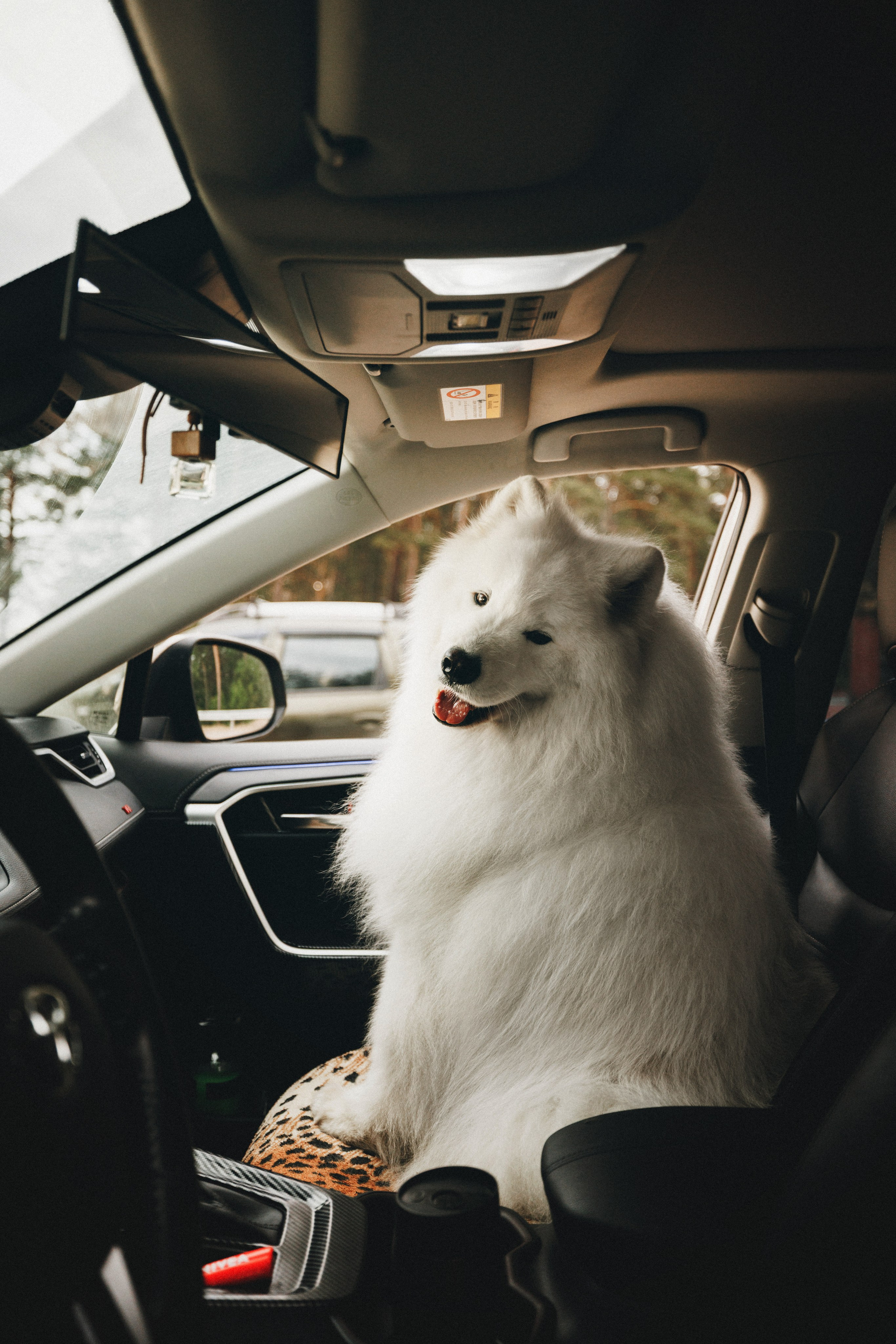 Женя и Цезарь. Фотограф анималист Осипчикова Мария