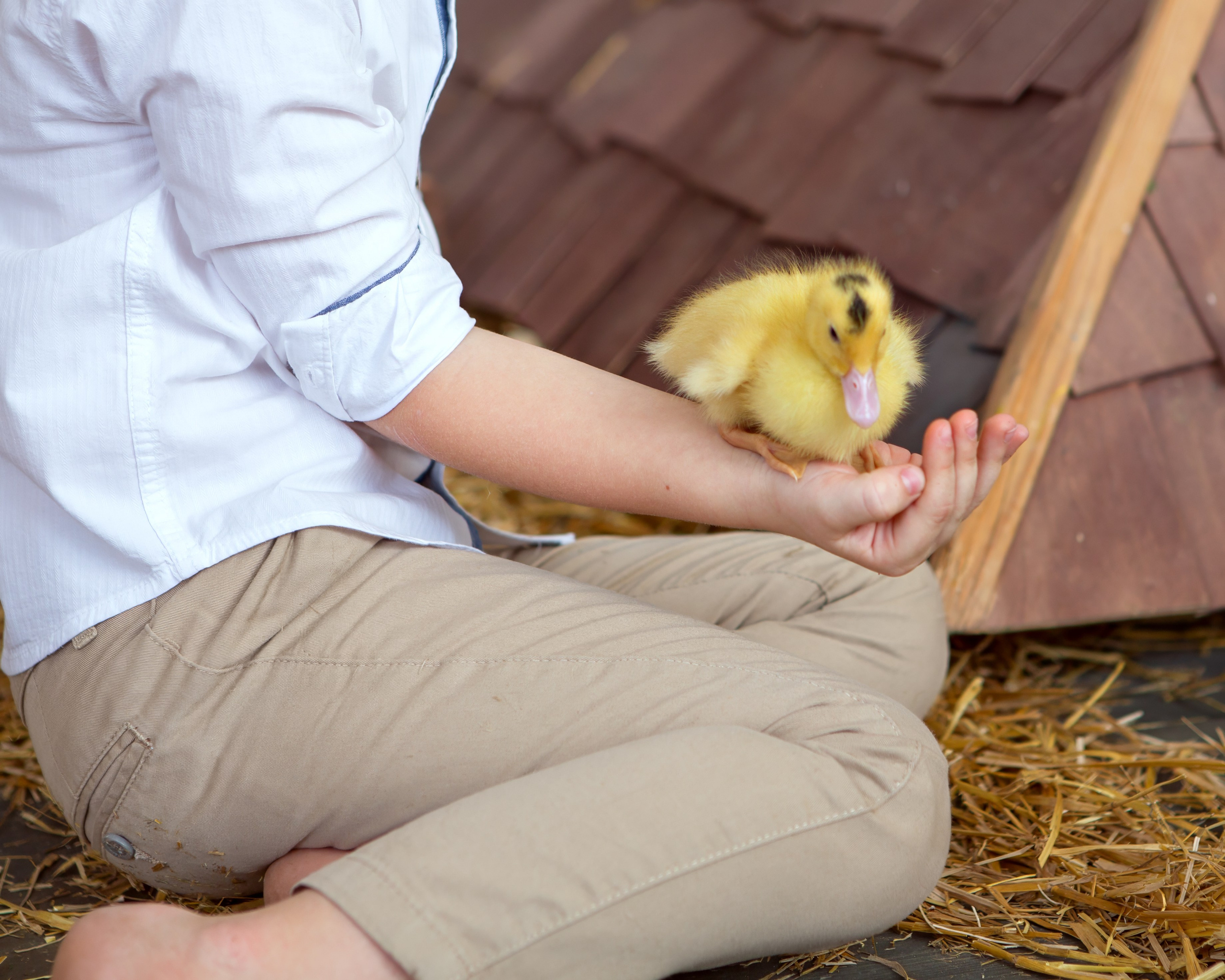 Утенок на руке у ребенка