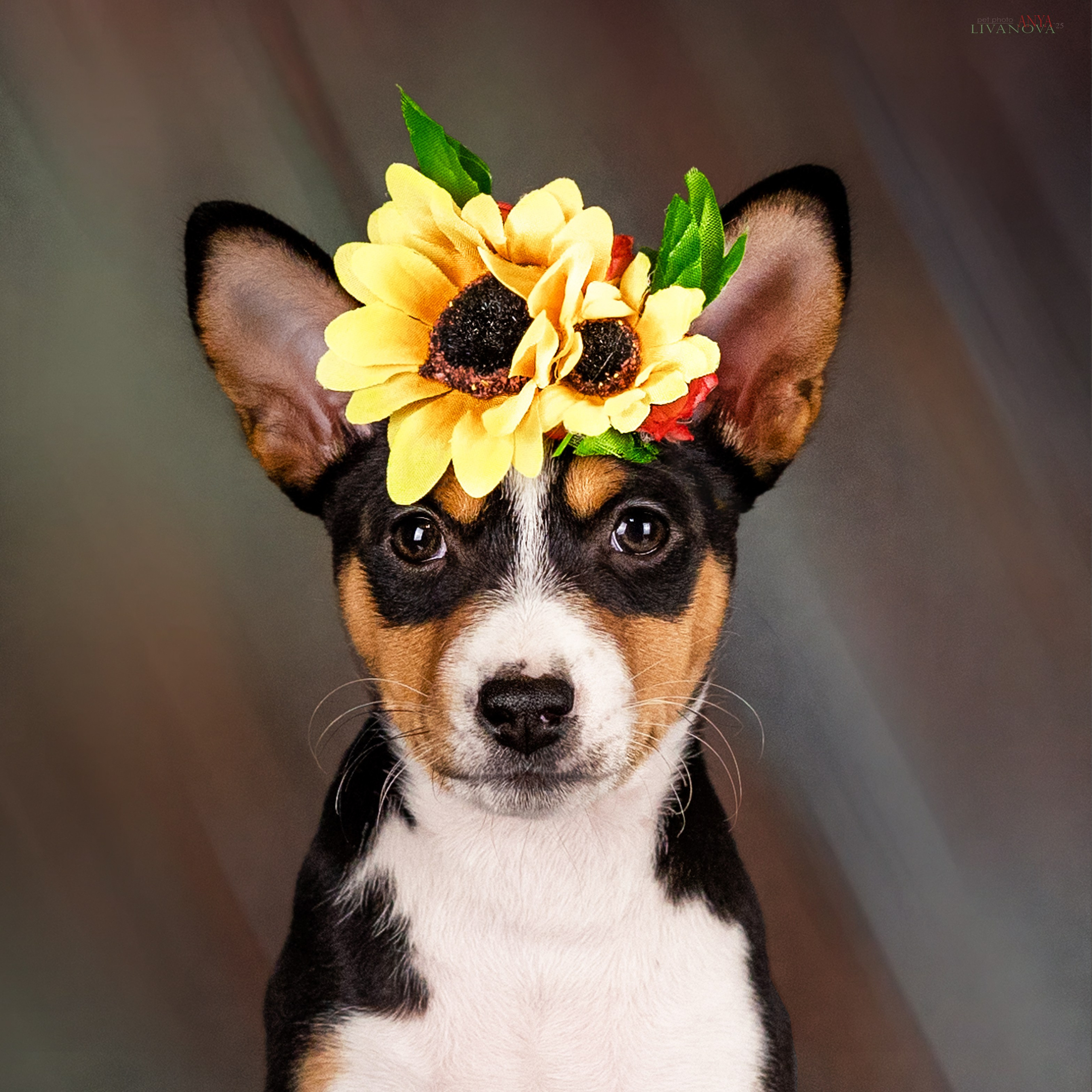 Басенджи. Фотограф анималист Аня Ливанова | Рыбинск