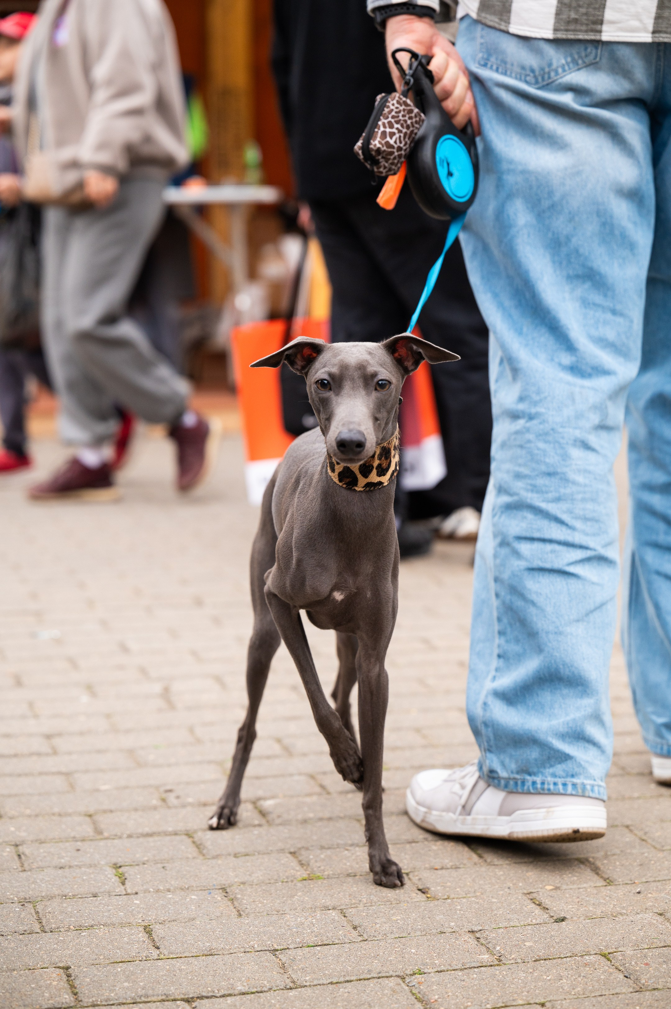 4lapy fest 2025. Photographer in Moscow Anna Chistiakova
