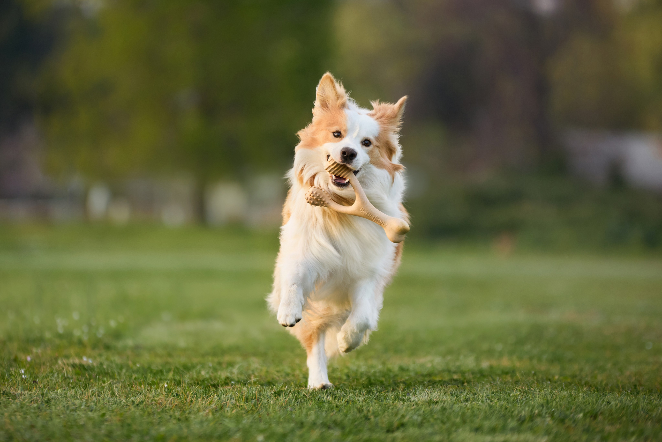 Commercial photography. Фотограф-анималист Аверьянова Анна — Художественная фотосъёмка собак