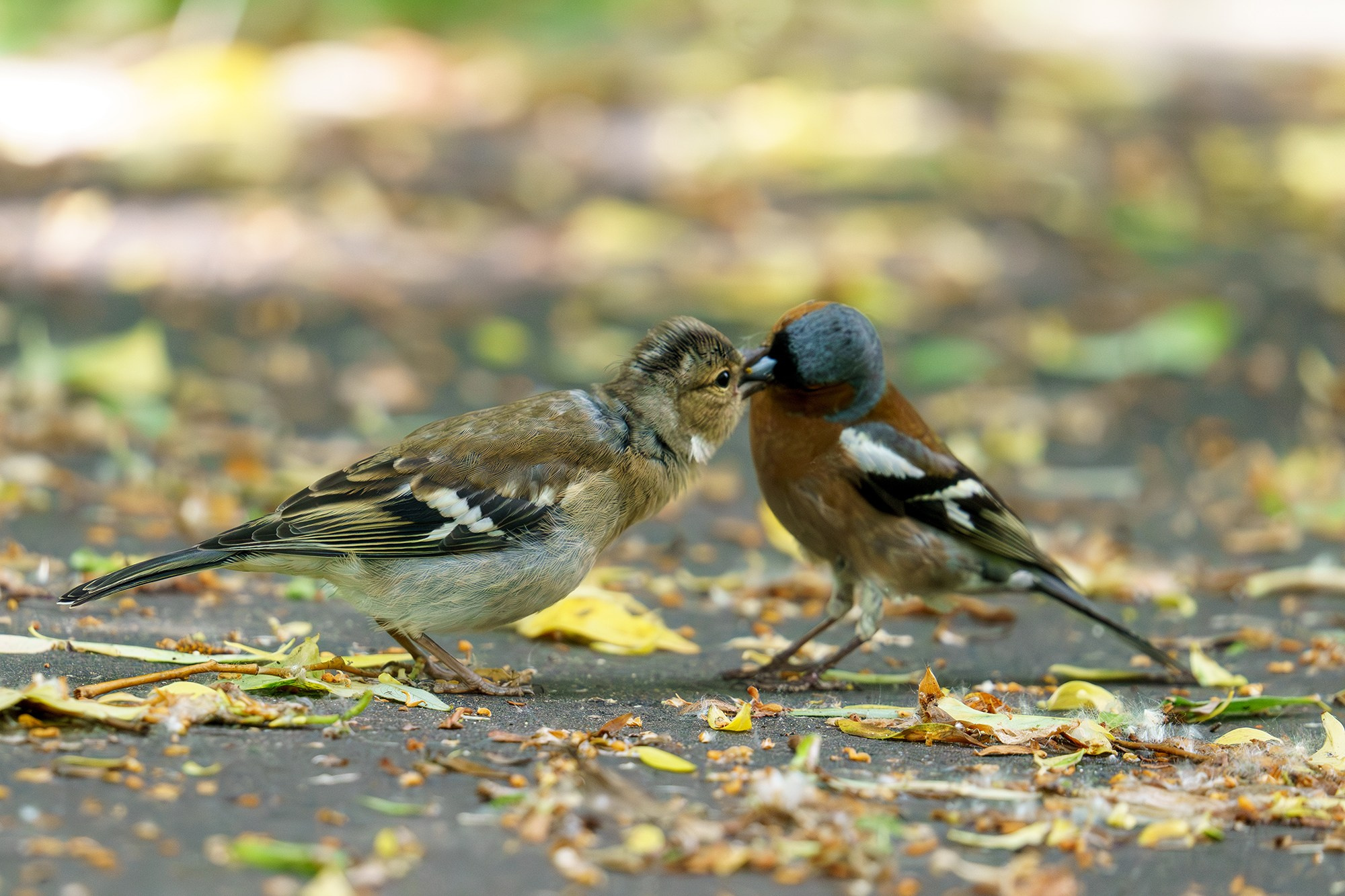 Удивительные мир птиц. Вокруг нас столько прекрасного — присмотритесь!. Ваш личный фотограф Марина Волкова
