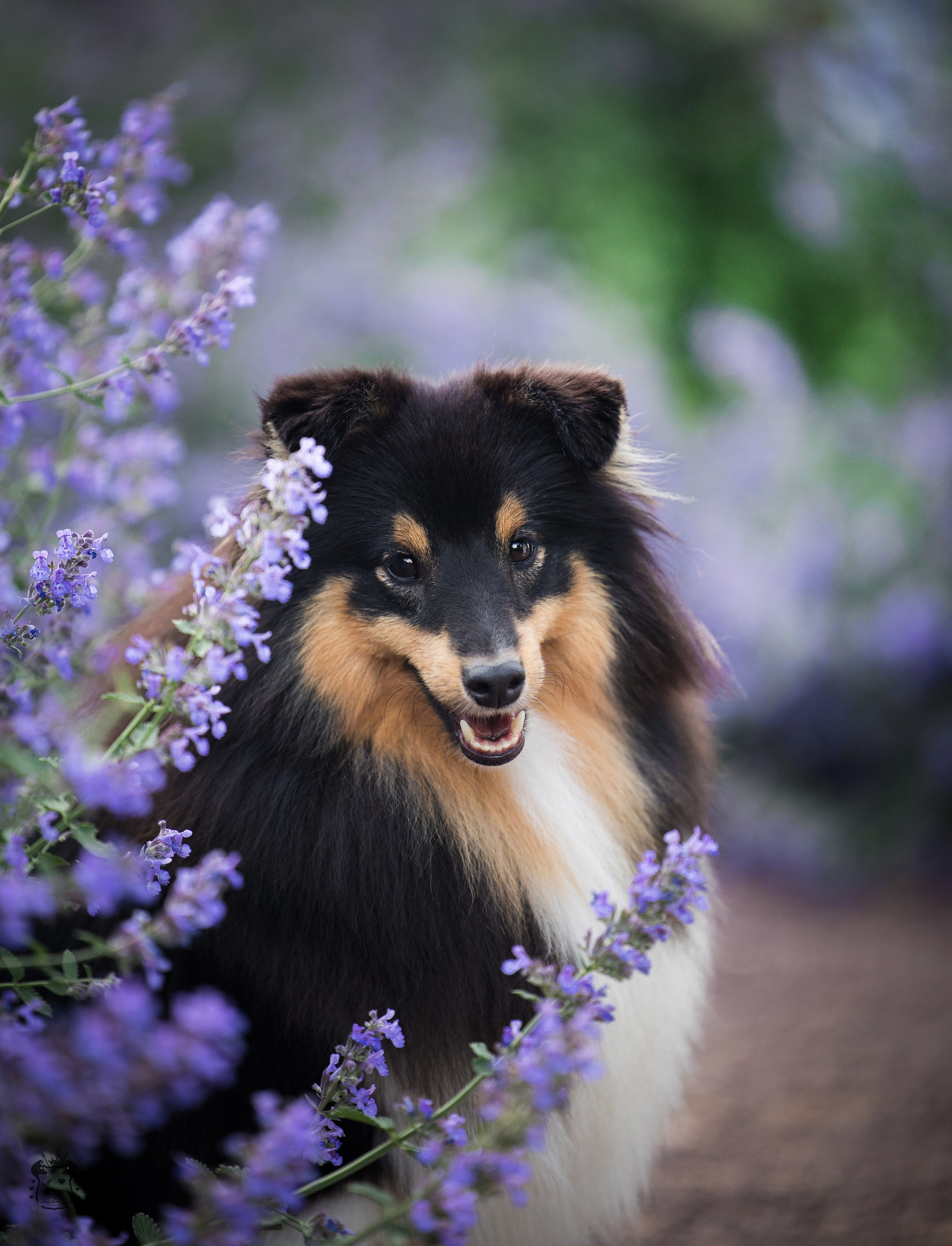 Портфолио. Фотограф-анималист в Екатеринбурге Марина Шишкина