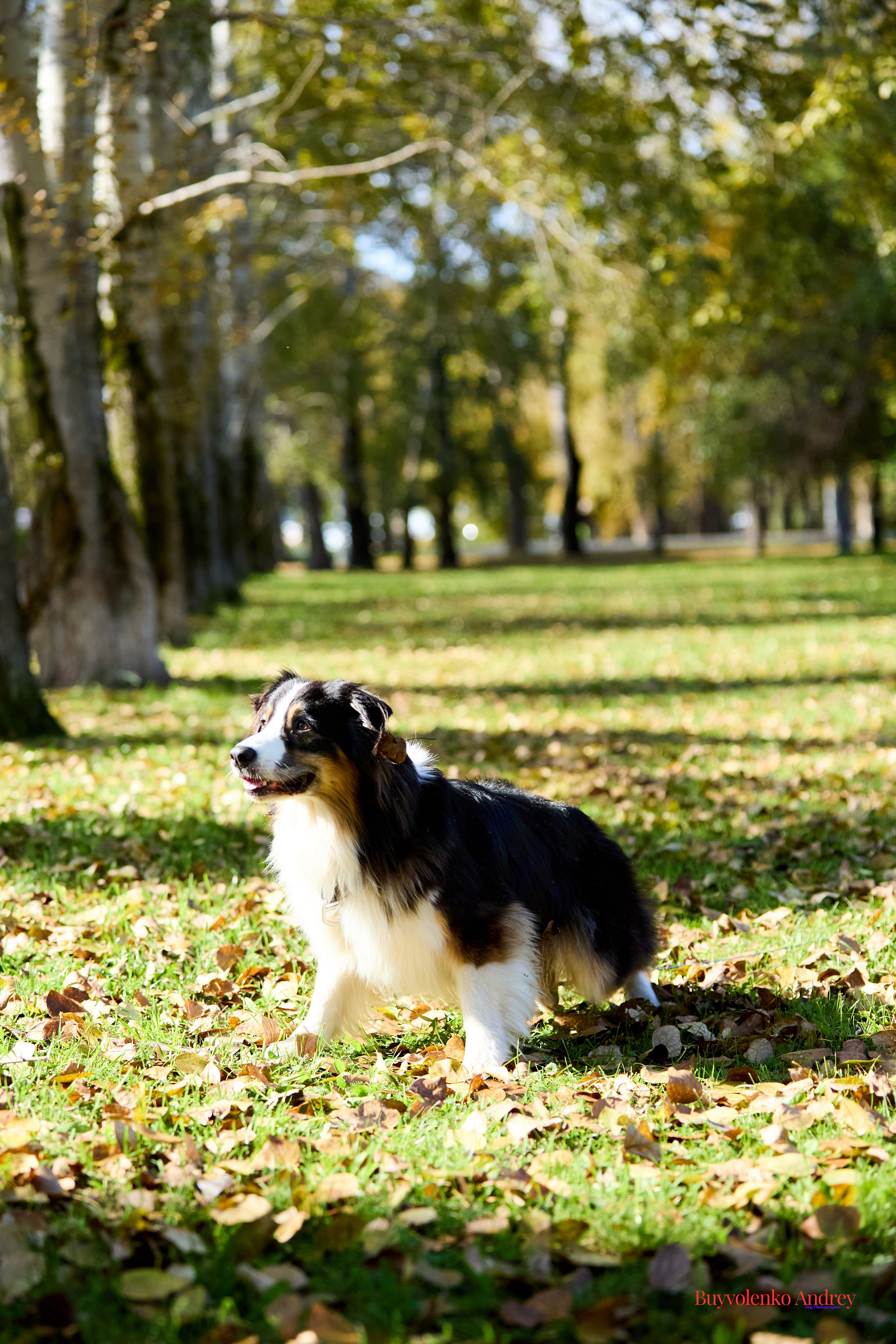 Басенджи и Аусси 21.09.2025. Buyvolenko Andrey