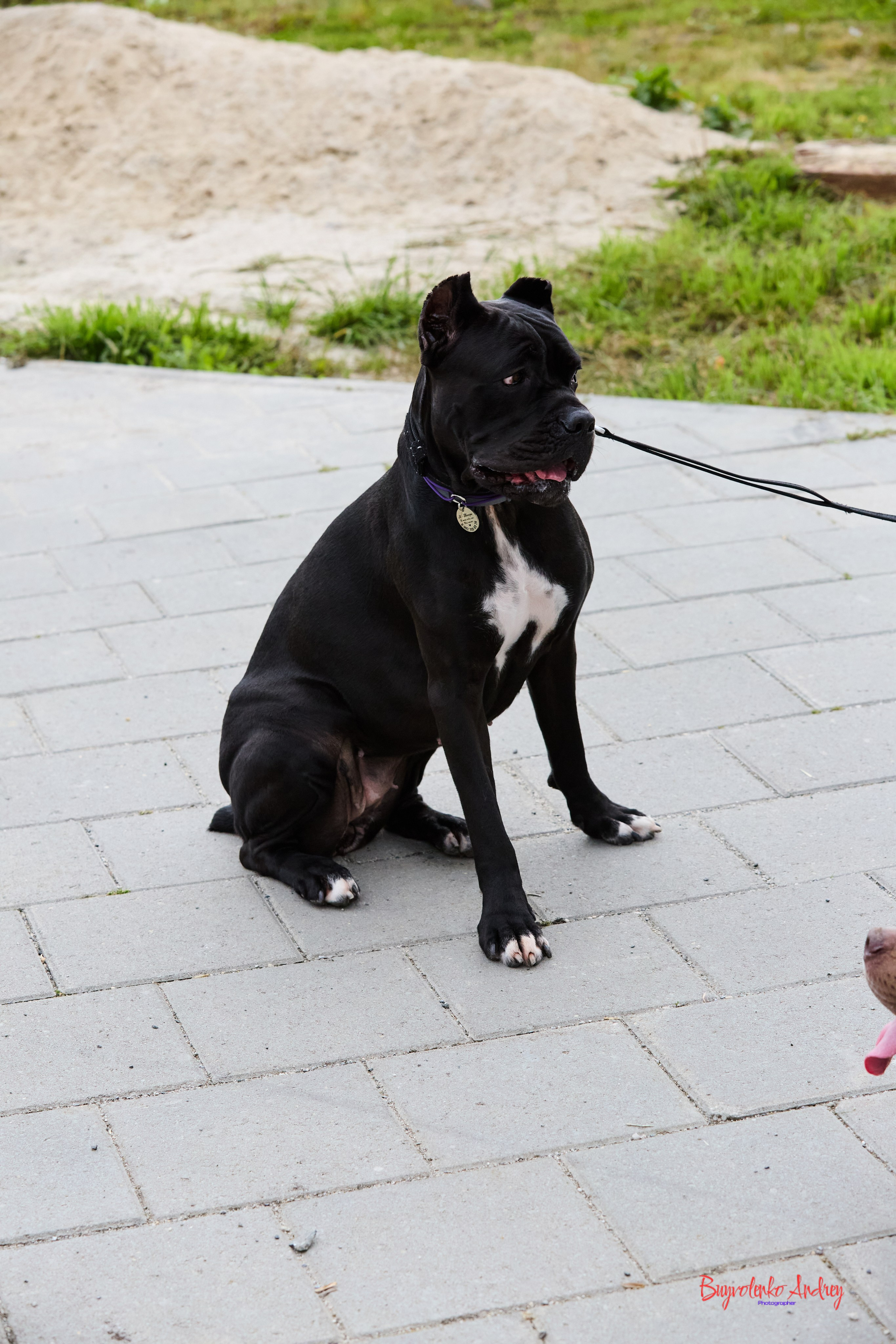 Проект фотопрогулка с хвостиком. Buyvolenko Andrey