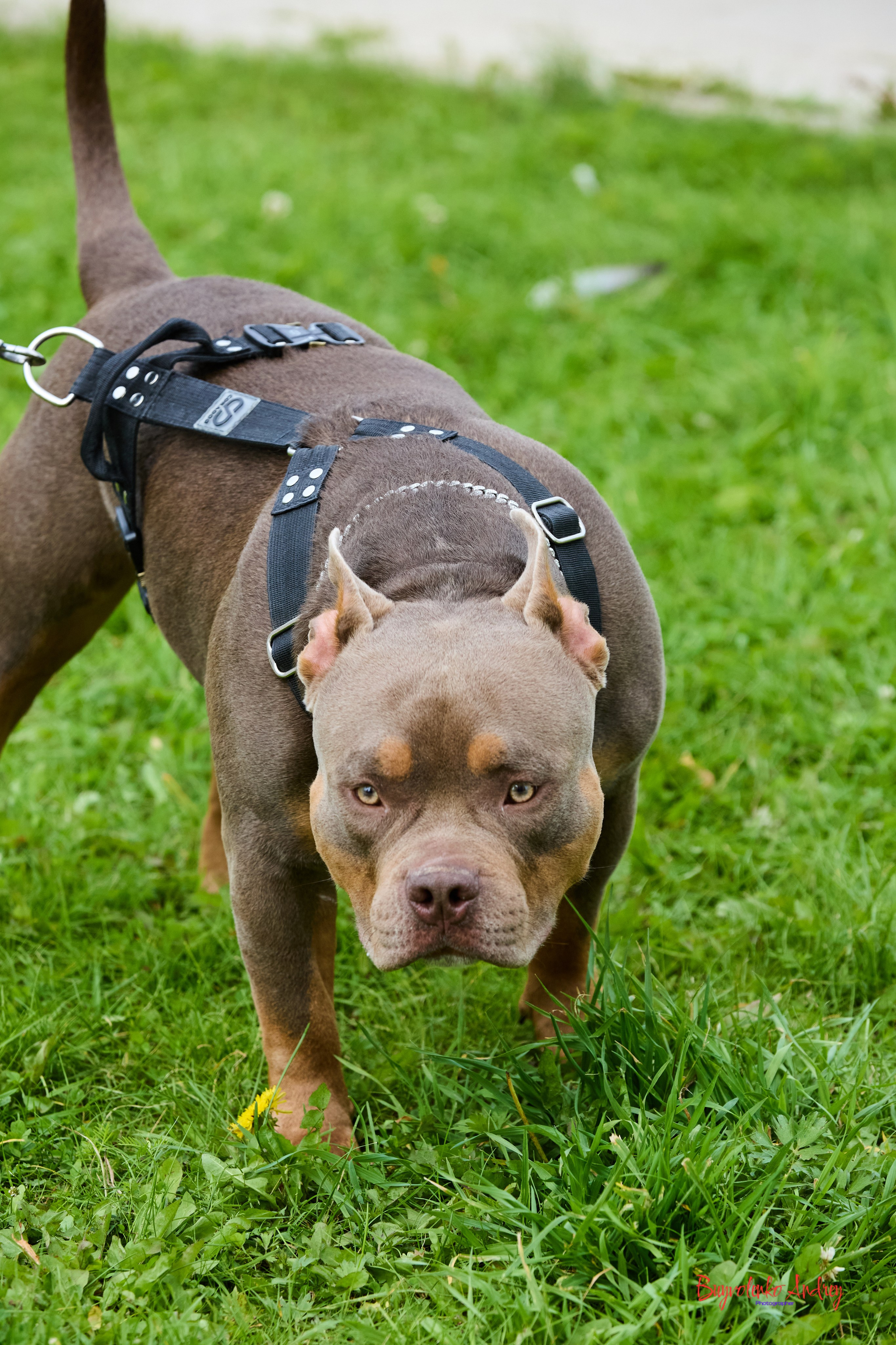 Проект фотопрогулка с хвостиком. Buyvolenko Andrey