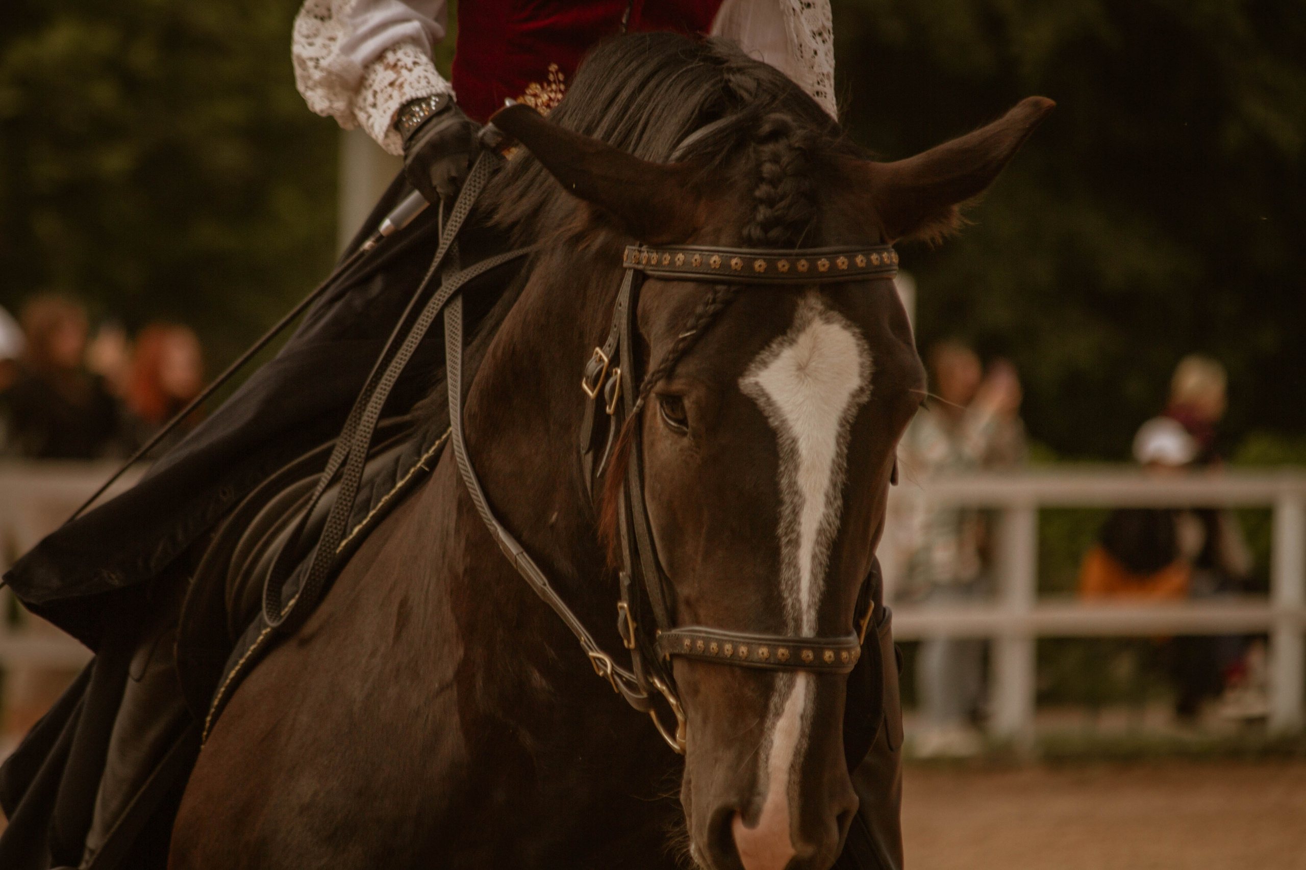 ИППОСФЕРА — Международная конная выставка. Создадим шедевр? Виталина и её фотоискусство