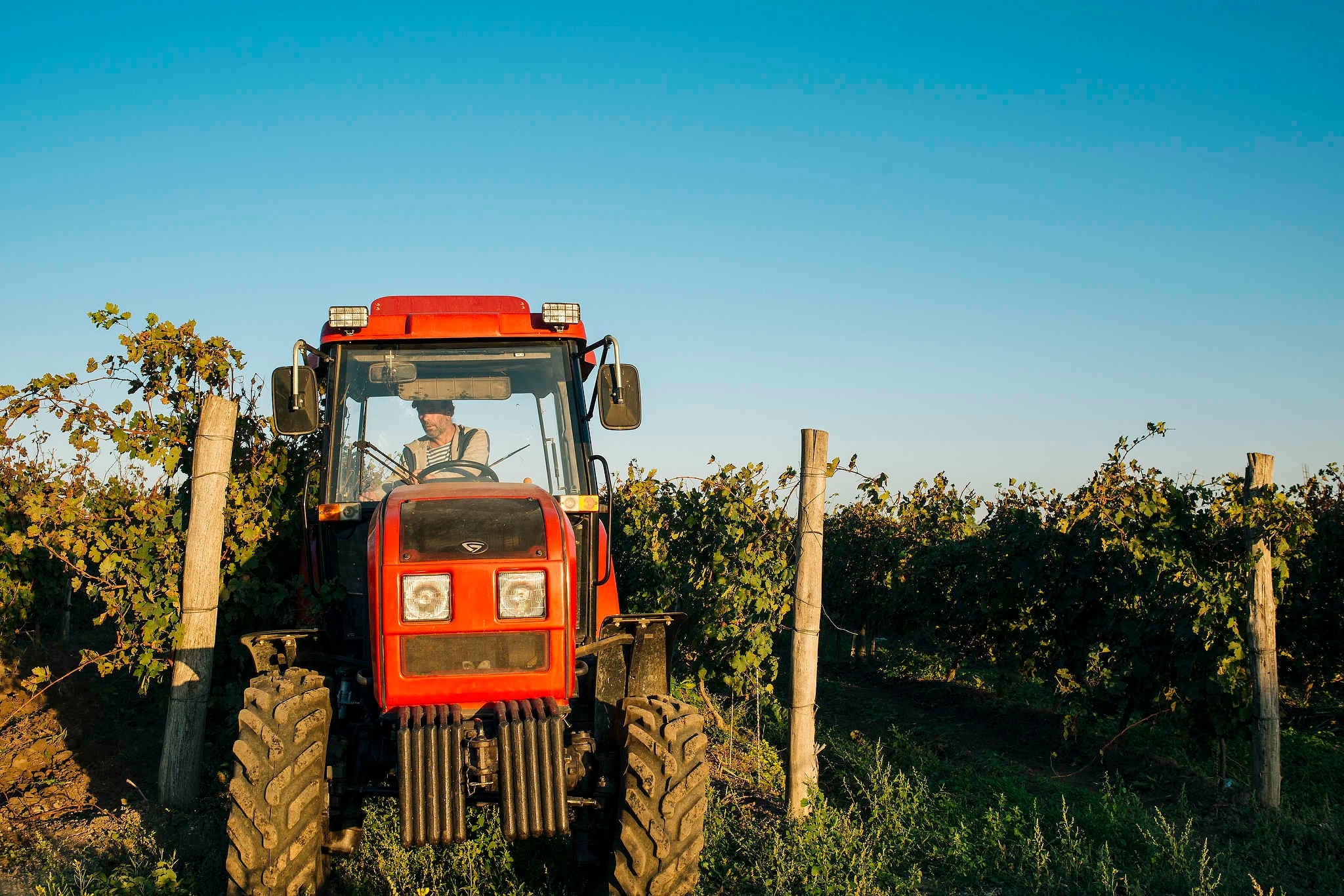Винодельни Краснодарского края. Фотограф Михаил Мордасов, Сочи. Мероприятия, портреты, спорт, репортаж