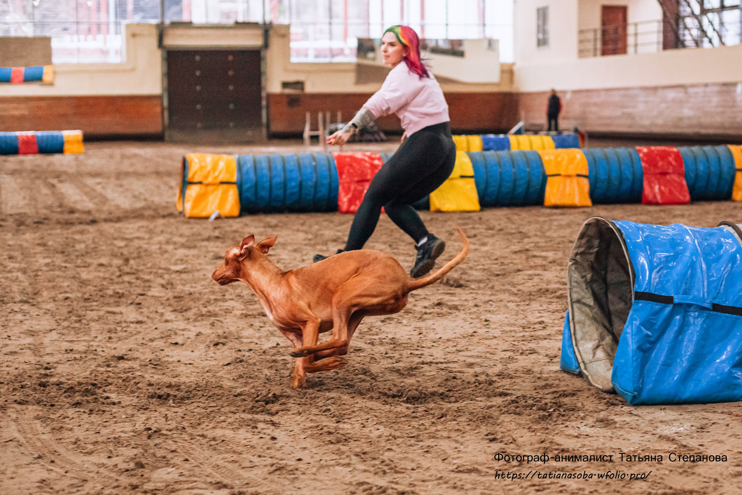 Соревнования по Аджилити 25.02.2024. Фотограф-анималист Татьяна Степанова
