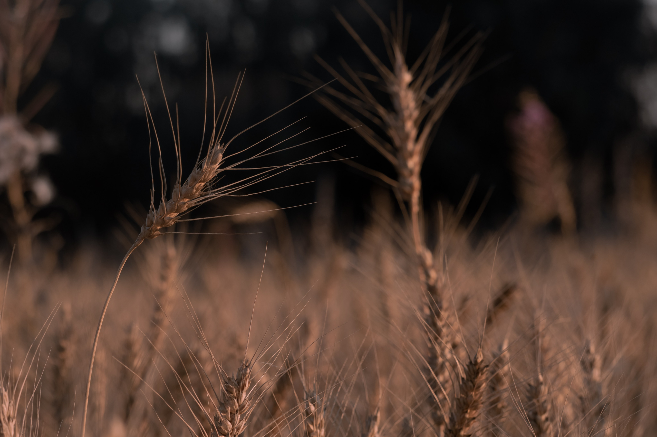 Фотосессии на природе. Фотограф Светлана Воронцова