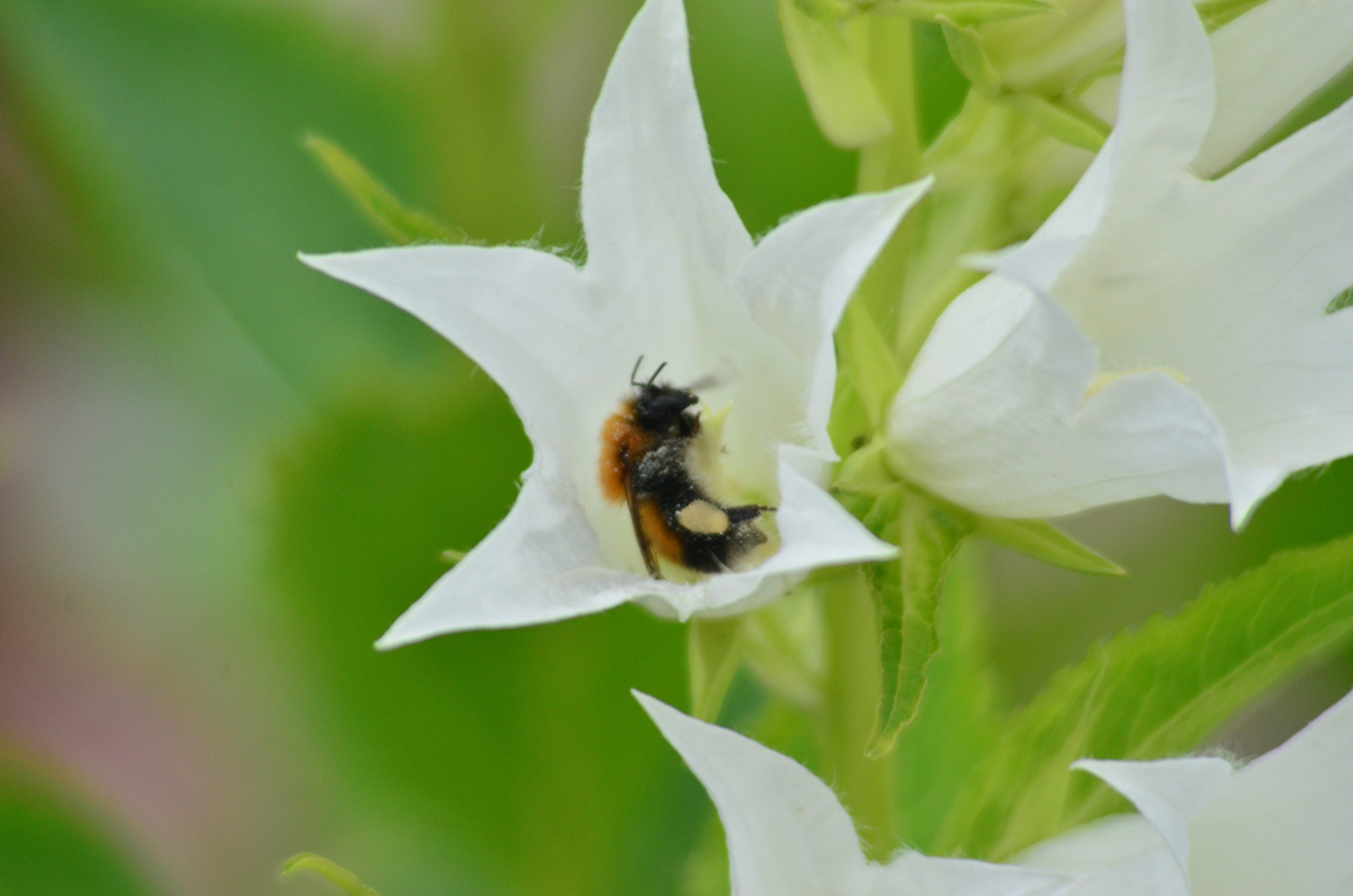 Дары природы. Фотограф viktor viktor