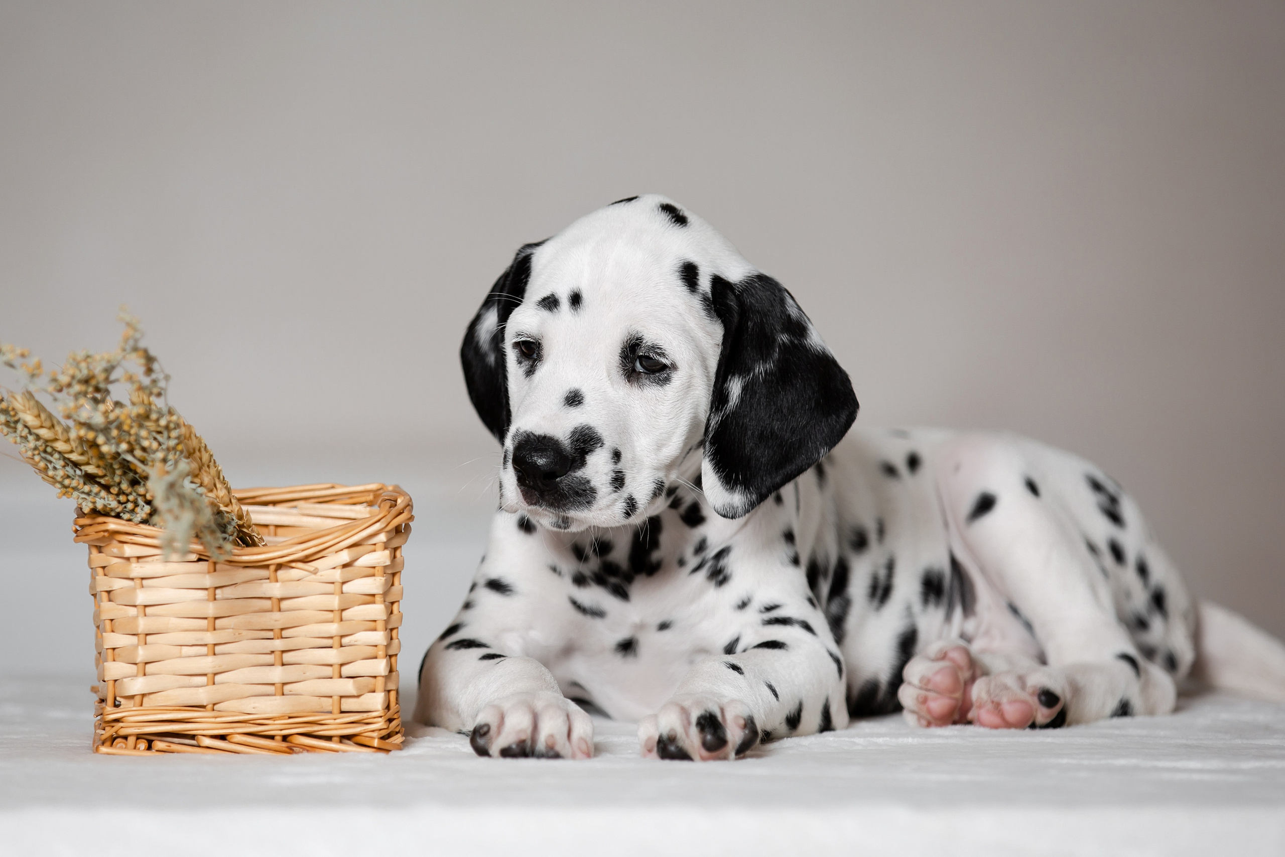 Щенки далматина в Краснодаре. Фотограф-анималист в Краснодаре Маша Мельникова