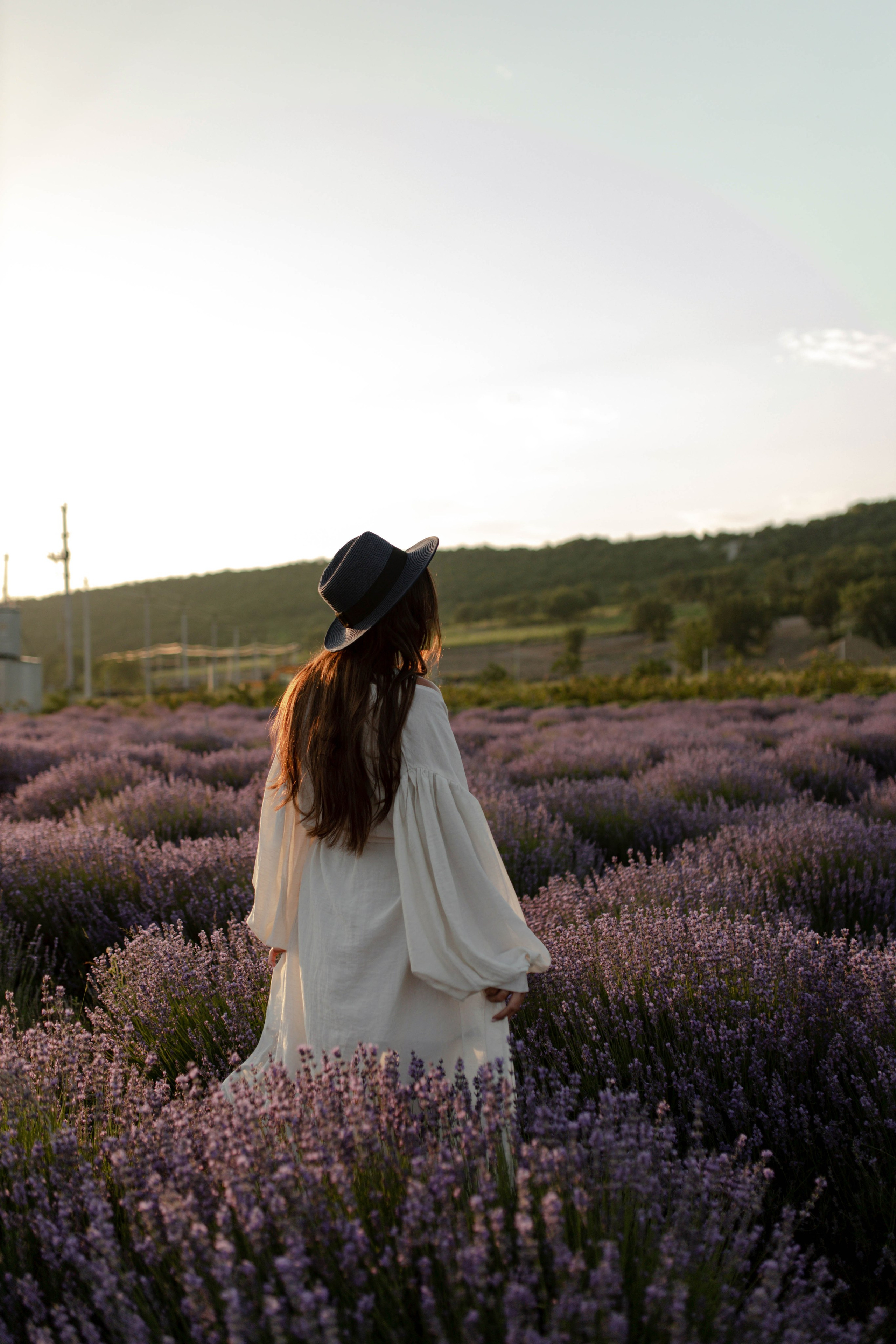 Лаванда. Фотограф Трифон Мира