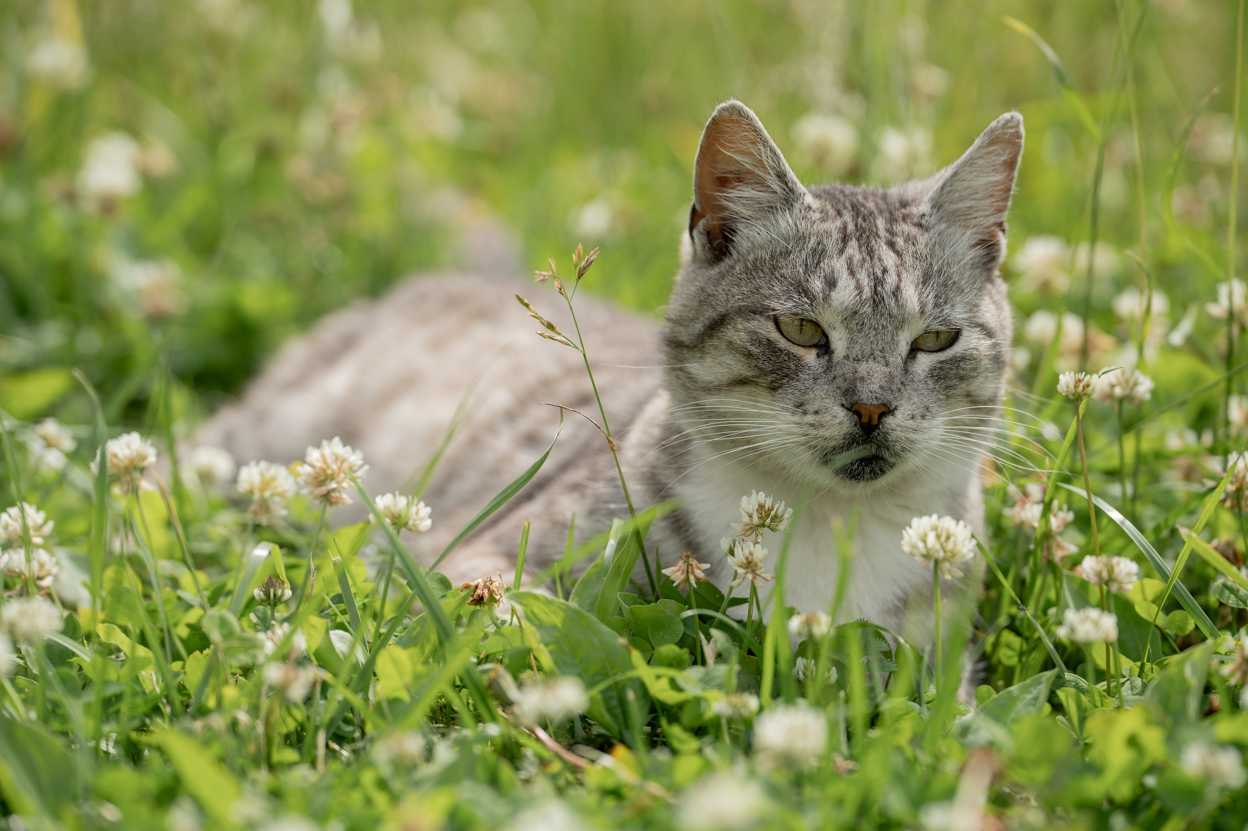Анимализм. Портретный фотограф Олеся Владимирова в Москве