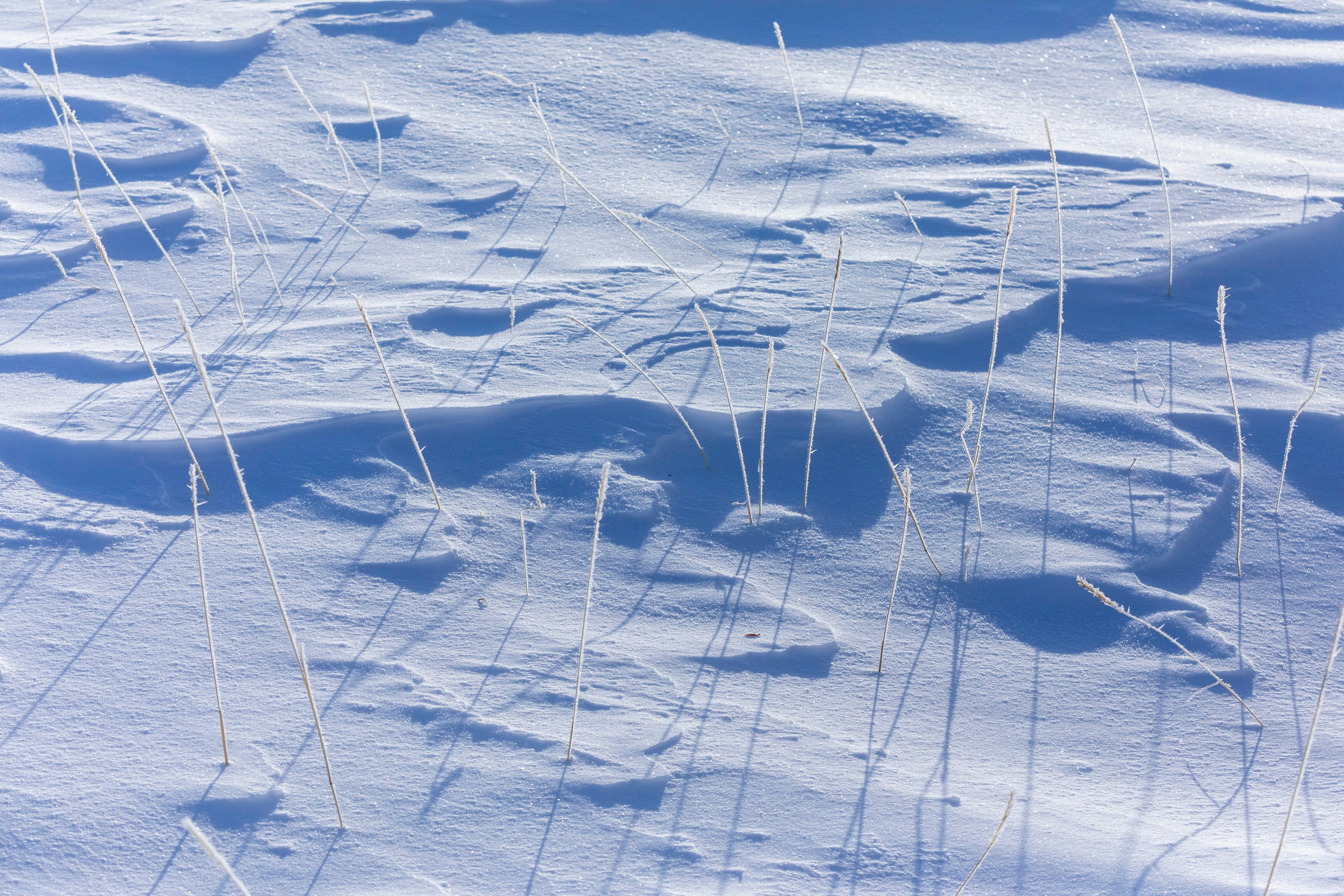 Алтай в декабре. Марина Захарова — Фотограф. Москва / Marina Zakharova — Photographer