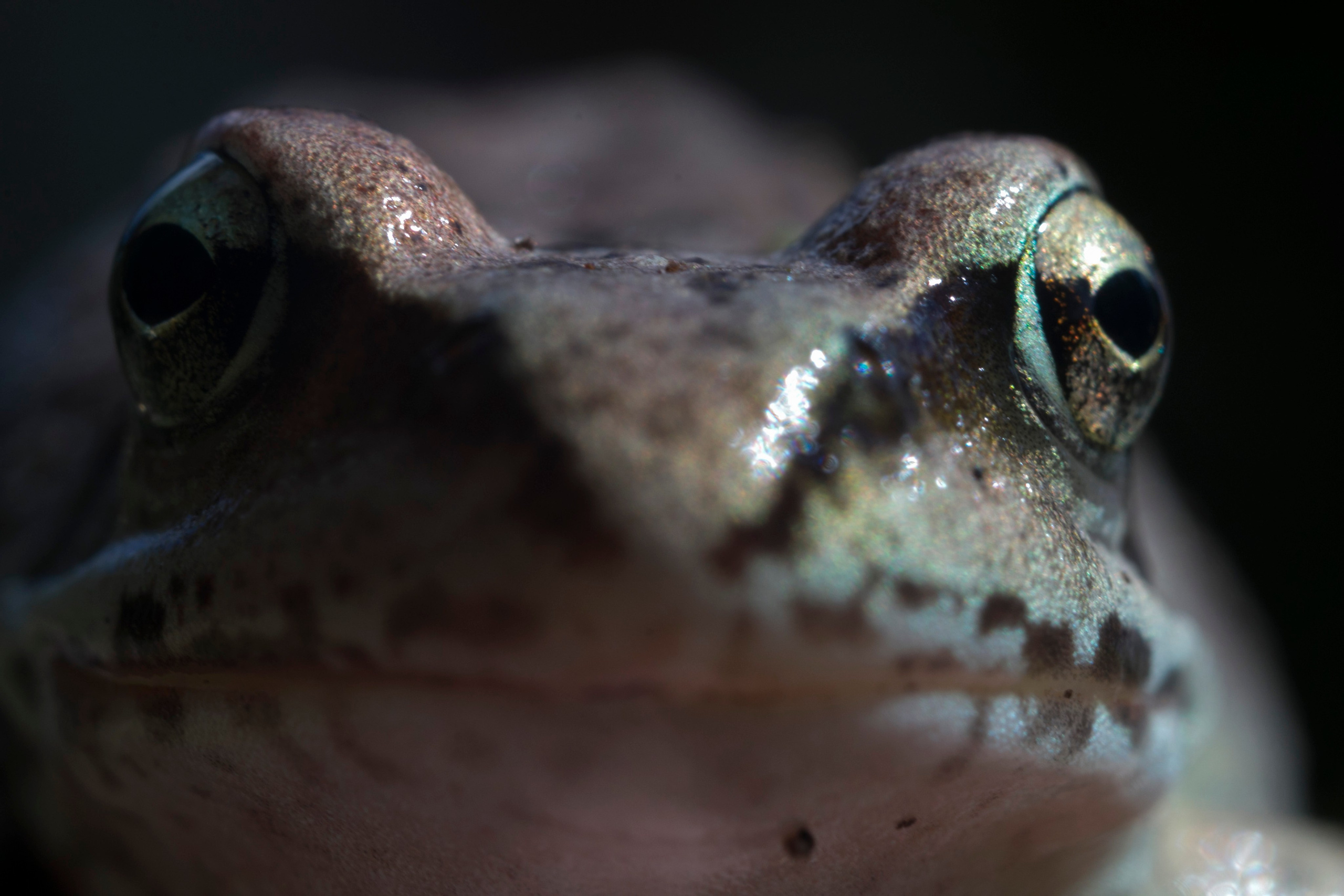 Макро. Фотограф Лагутин Анатолий
