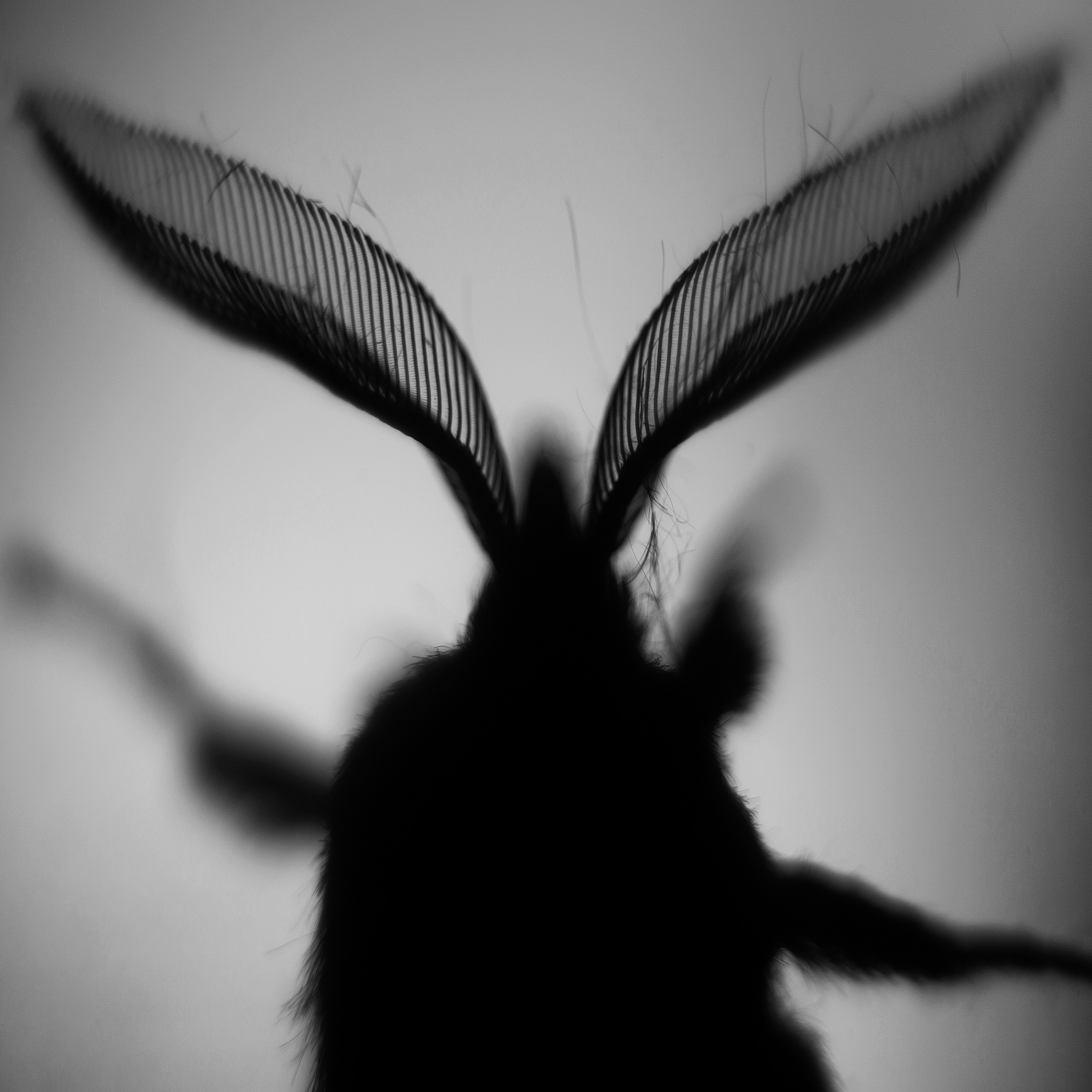 Макро. Фотограф Лагутин Анатолий