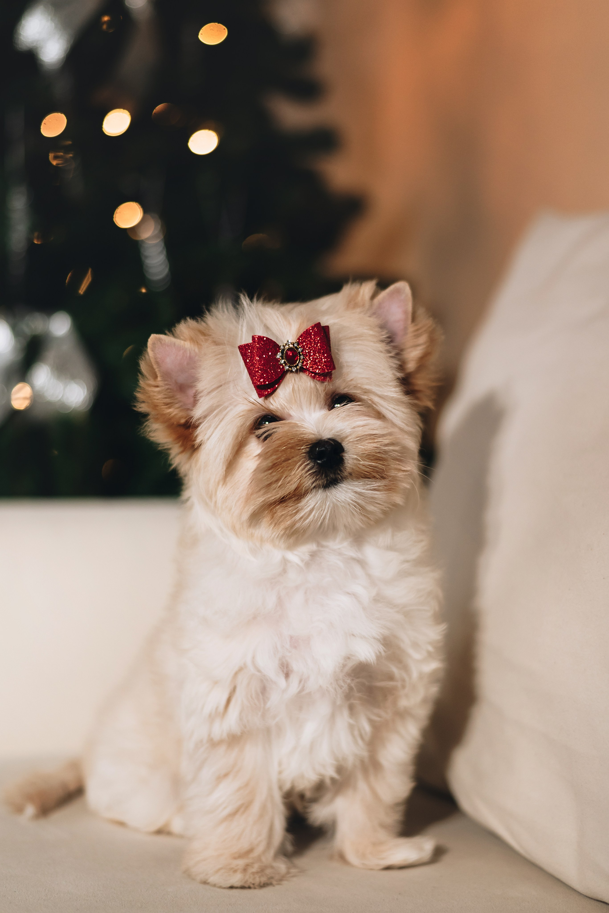 Russian Salon Dog. Natalia Finch Photography — Family, Kids & Pet Photographer in Chicago, IL