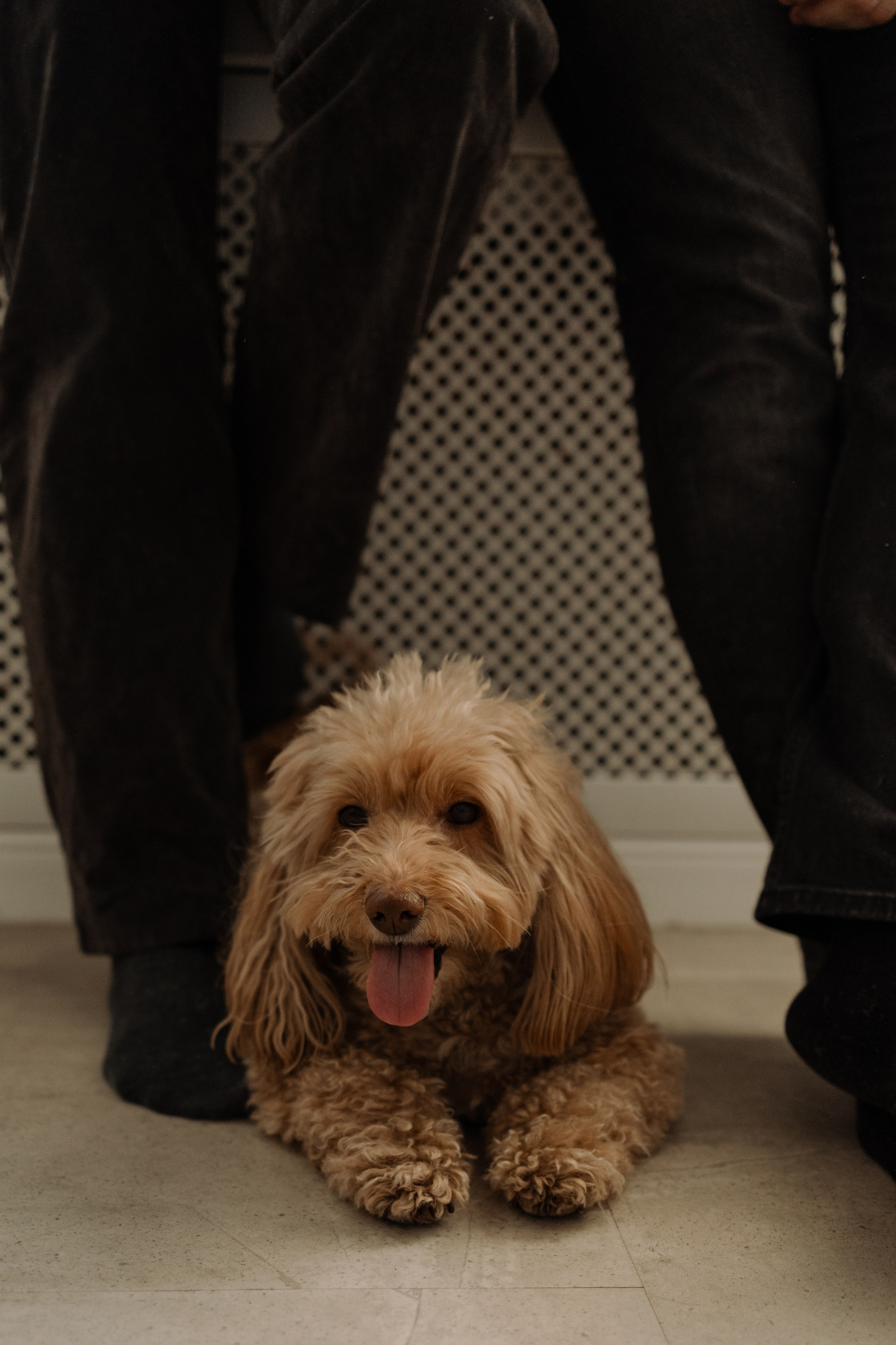 Шкипер и его семья. Фотограф — Анималист | Санкт-Петербург