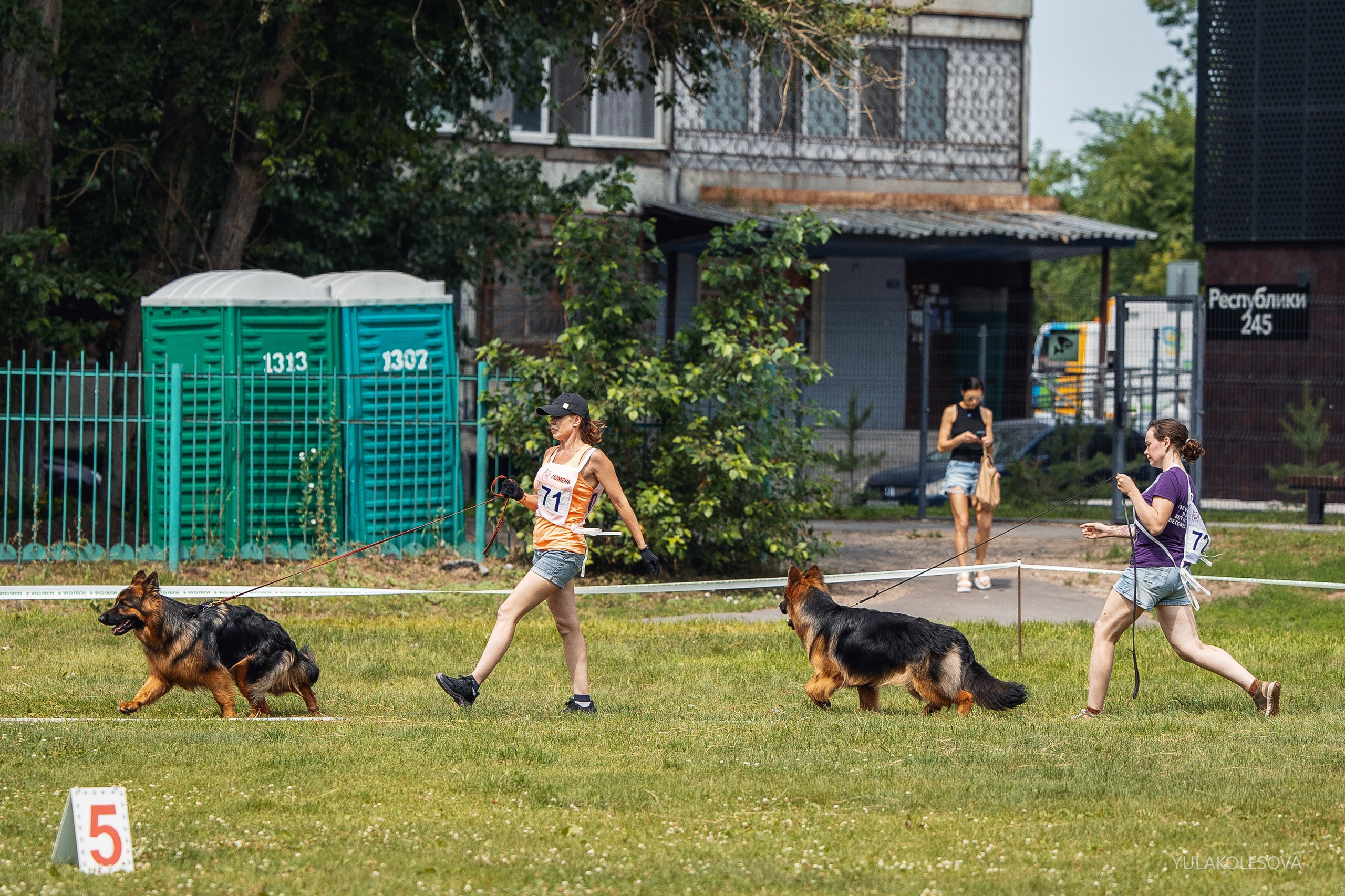 6.07.2024 Выставка немецких овчарок г. Тюмень. YULA KOLESOVA | Фотограф — Анималист | Художник | Тюмень