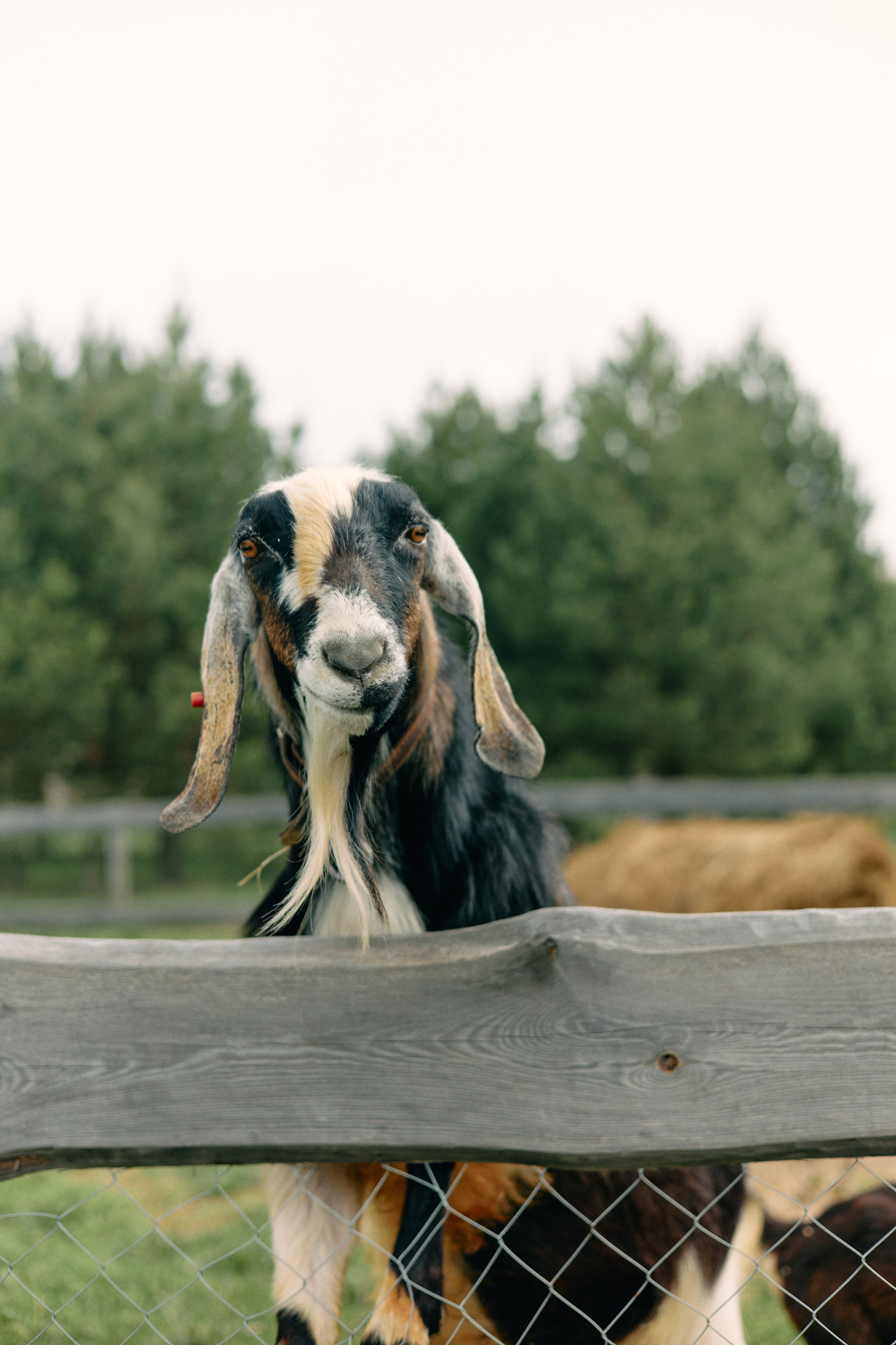 Бутик-отель Поле летом. Профессиональный Фотограф во Владимире, в Москве и в Суздале — Полина Романычева