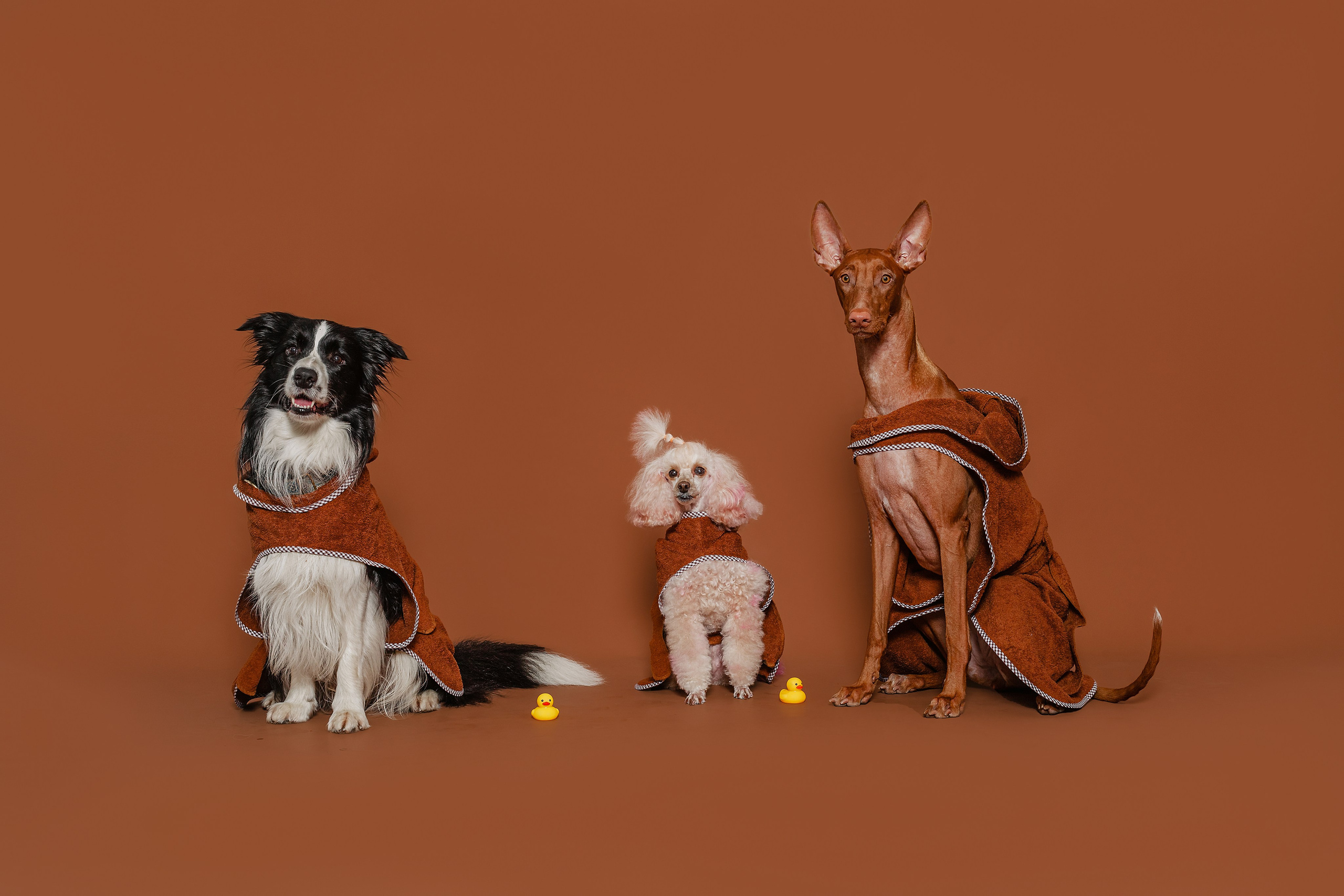 Съемка для бренда TEDDYBOY. Фотограф-анималист Татьяна Степанова