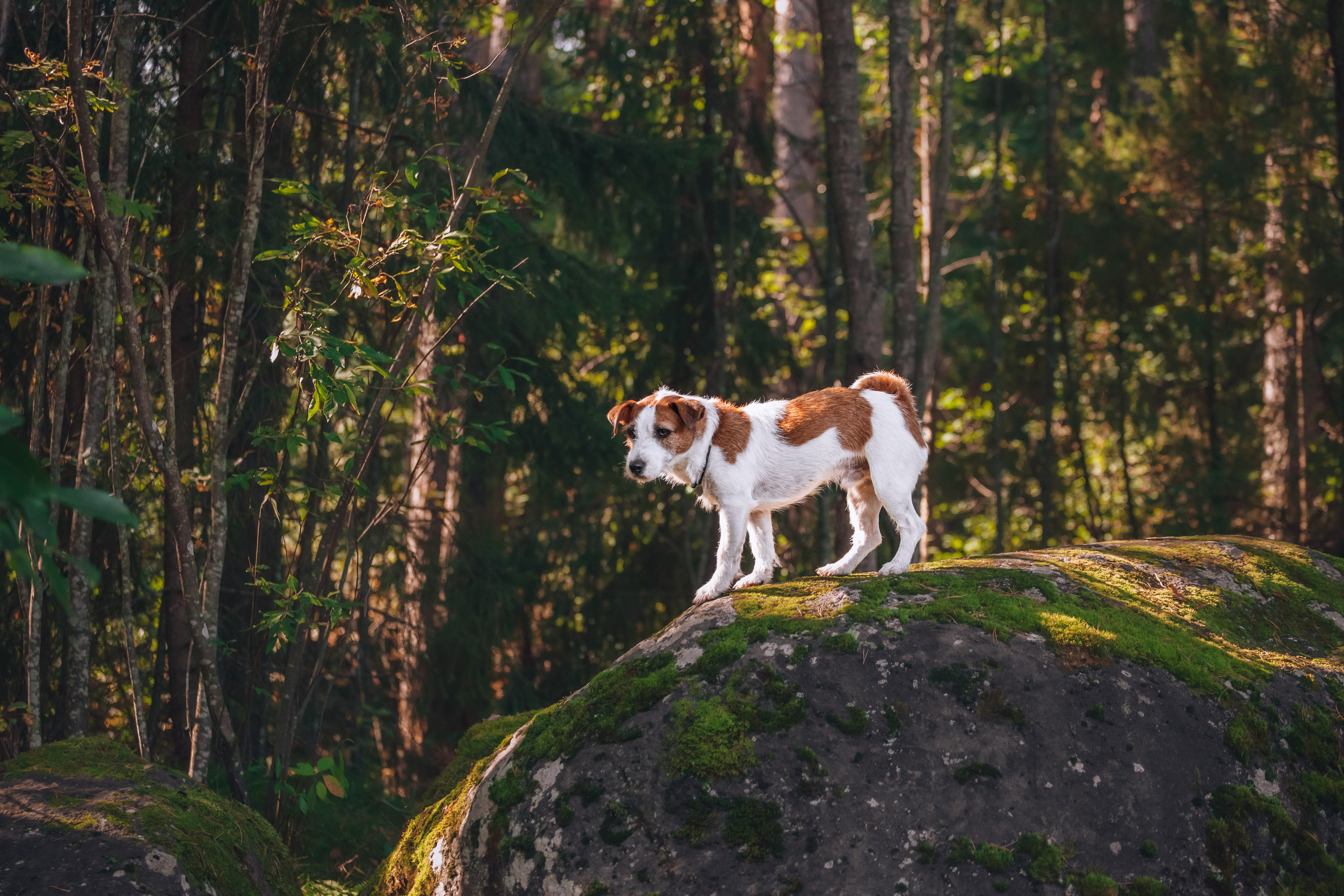 Фотопрогулка в Ленобласти. Фотограф-анималист Татьяна Степанова