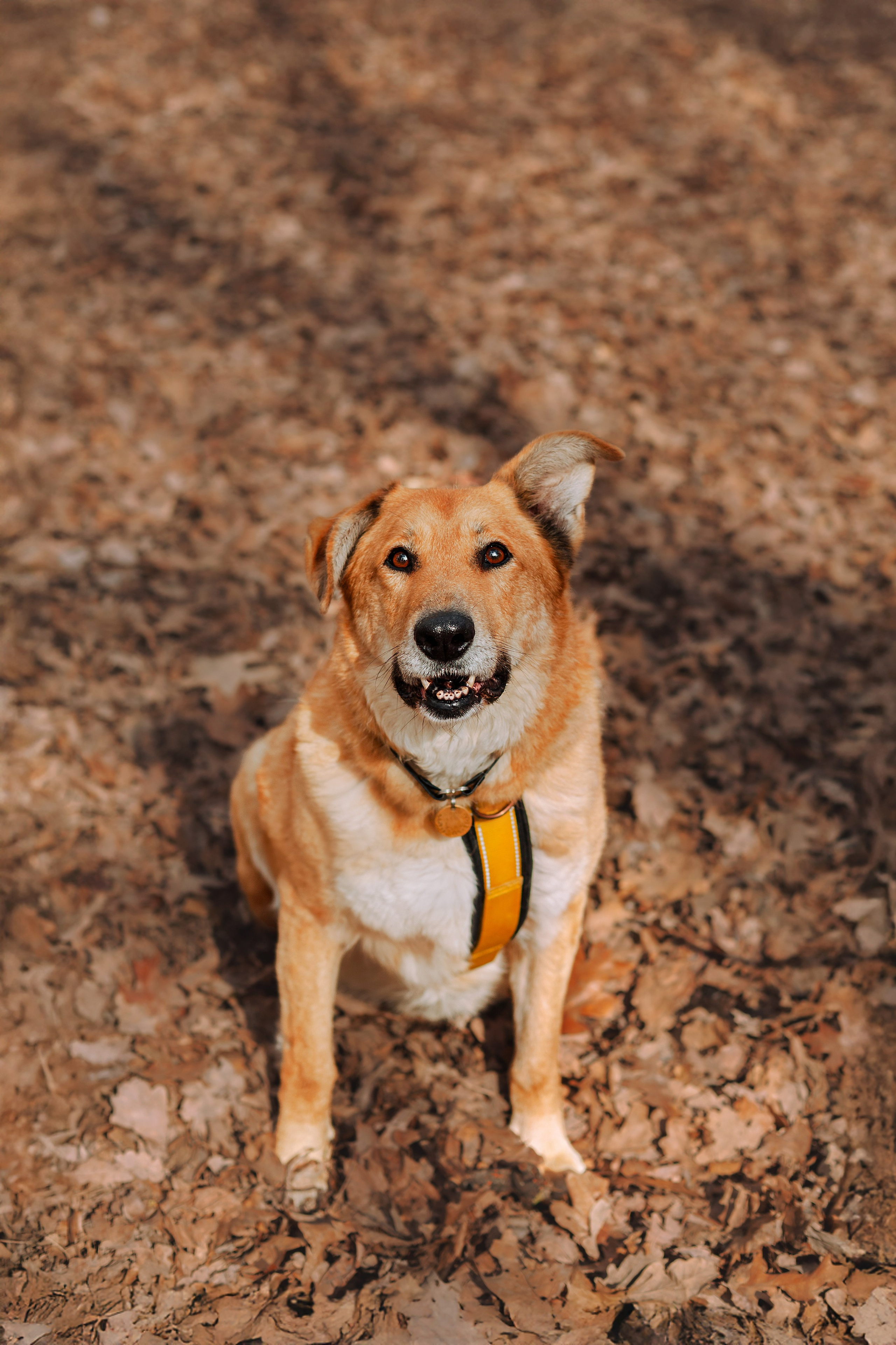 Собаки из приюта Дубовая роща весна 2025. Фотограф-анималист Татьяна Степанова