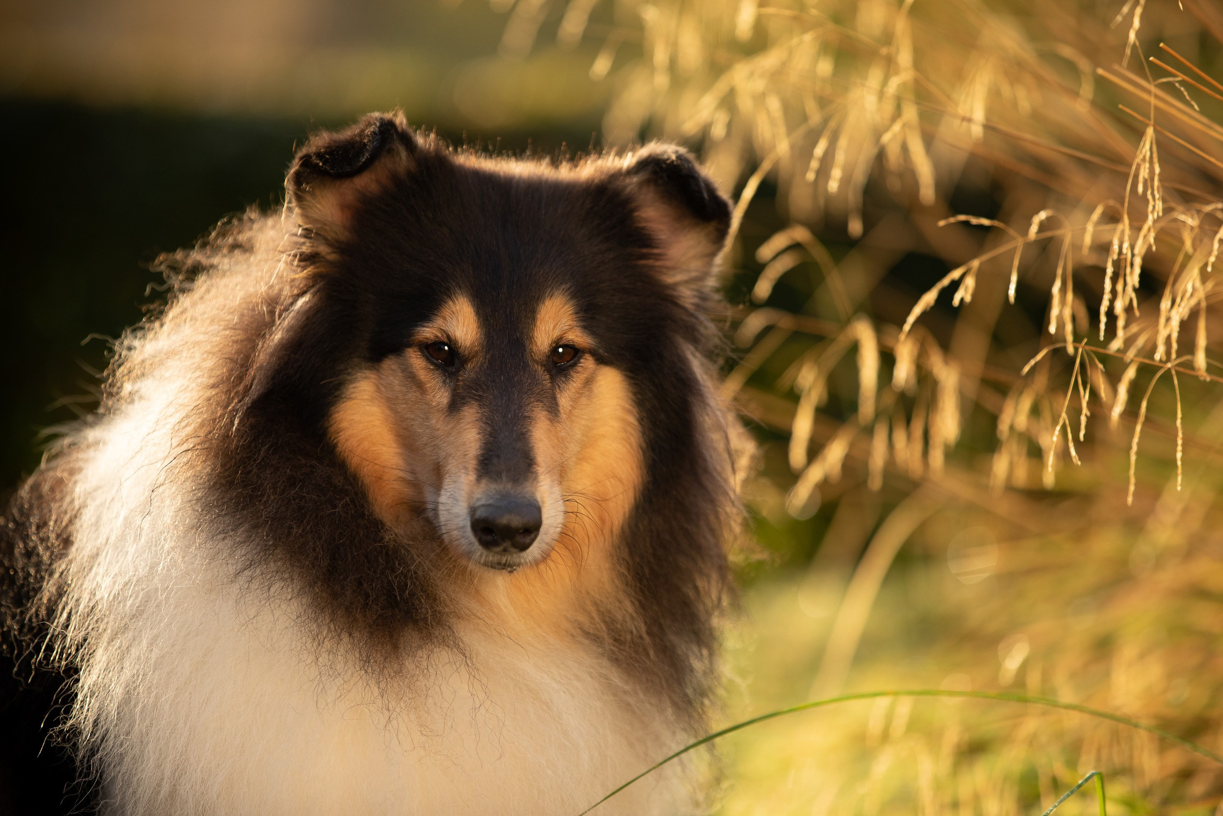 Съемка с питомцем на рассвете в Москве. Фотограф-анималист в Москве и Московской области Татьяна Фролова