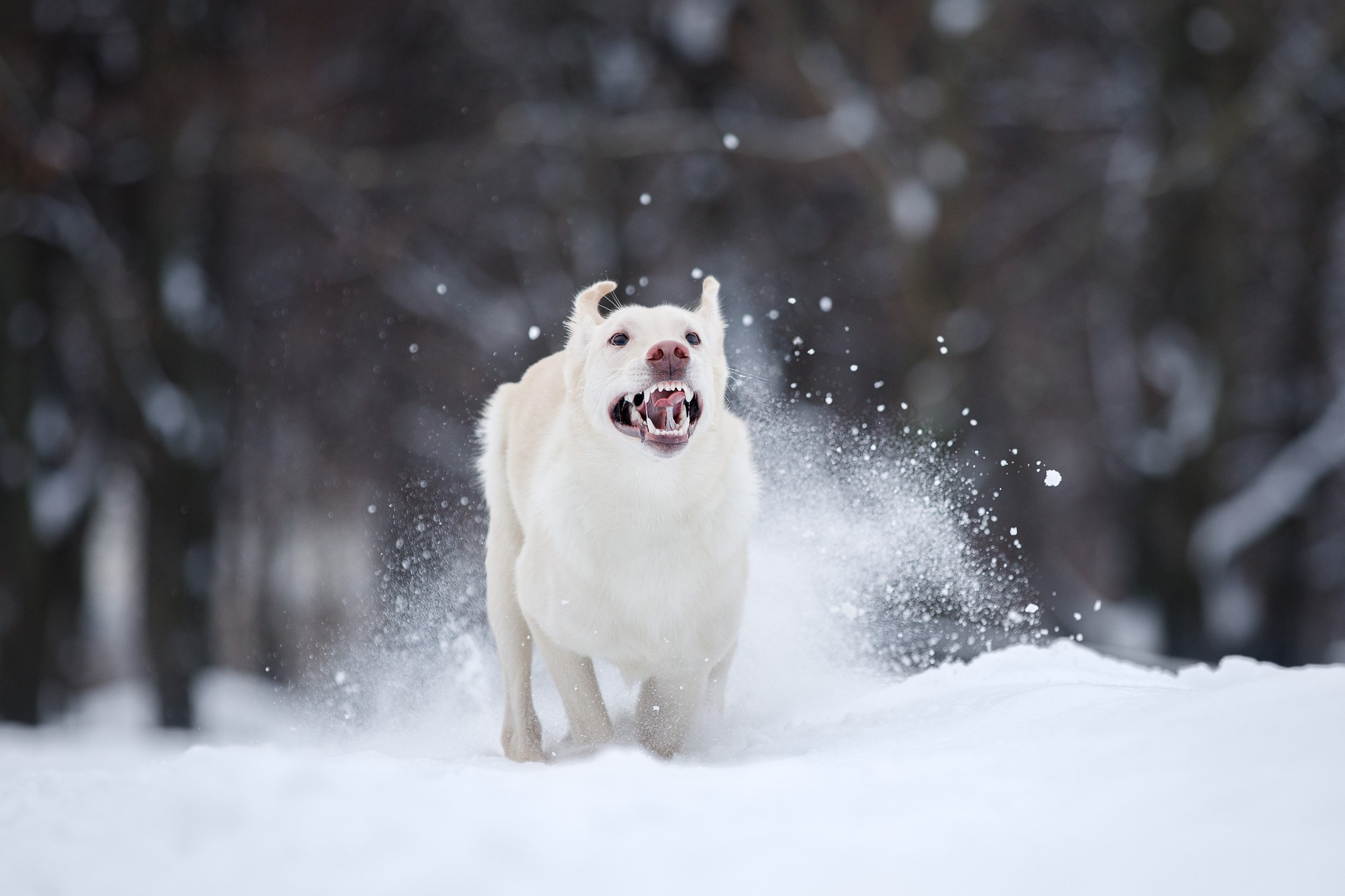 Фотопрогулка с Авророй и Амуром в Гольяново. Фотограф-анималист в Москве и Московской области Татьяна Фролова