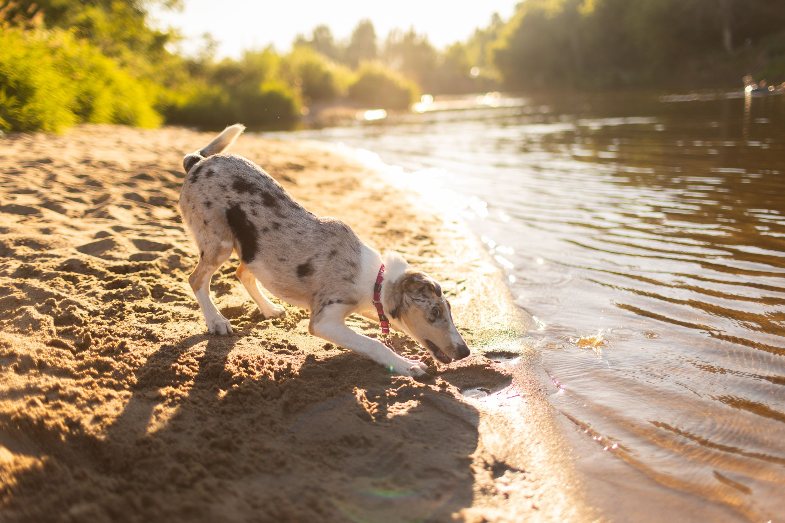 Купание щенков в стиле лайфстайл. Фотограф-анималист в Москве и Московской области Татьяна Фролова