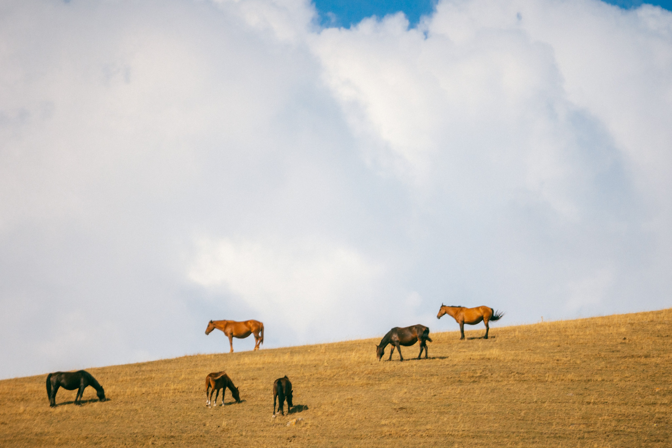 Плато Ассы, озеро Иссык и водопад: комфорт-маршрут, джипы, мини-группа. Экскурсии и туры по Алматы
