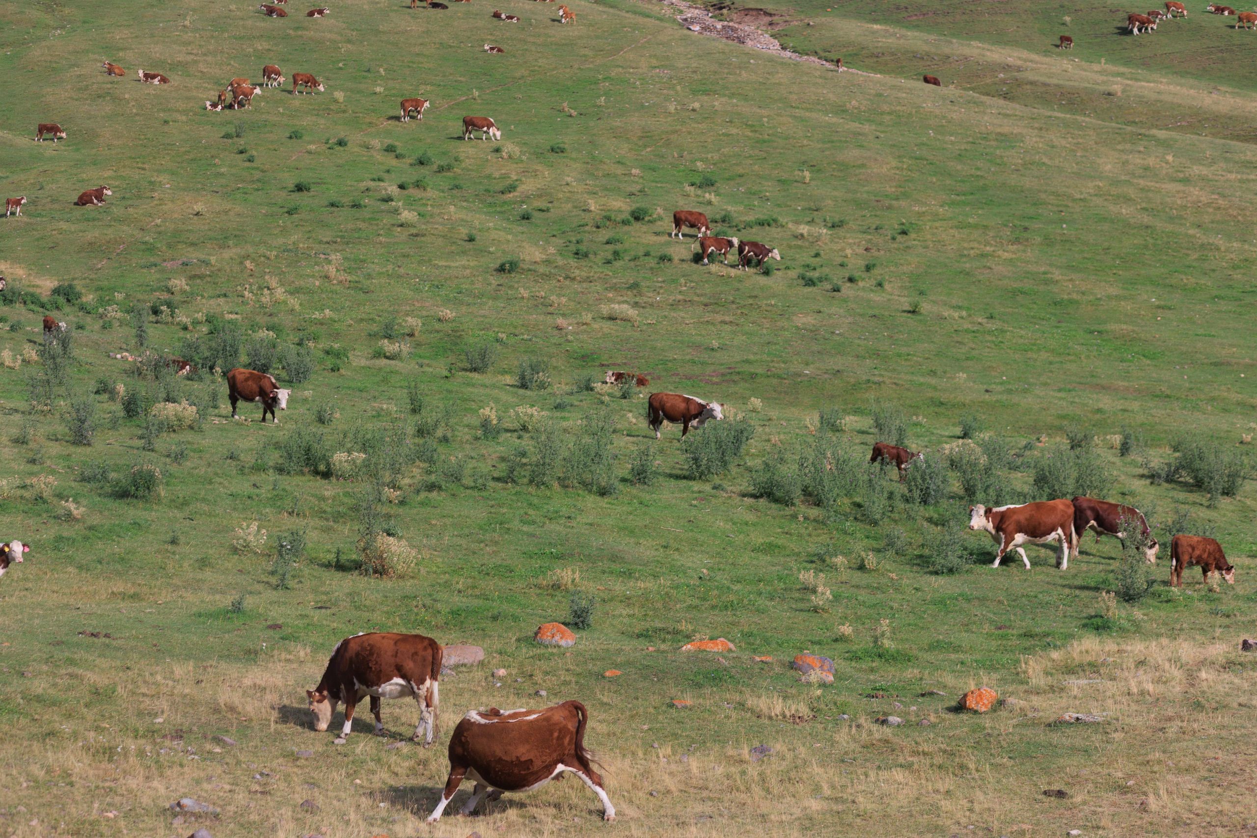 Плато Ассы. Экскурсии и туры по Алматы