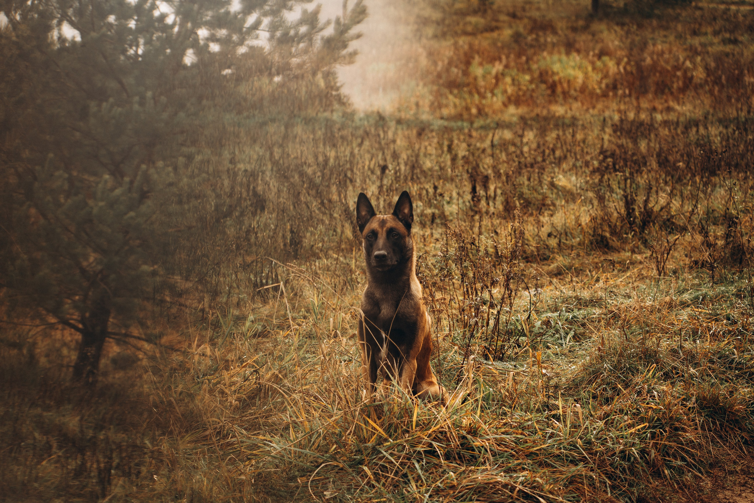 Вика и Хельс. Фотограф-анималист Анастасия Большакова
