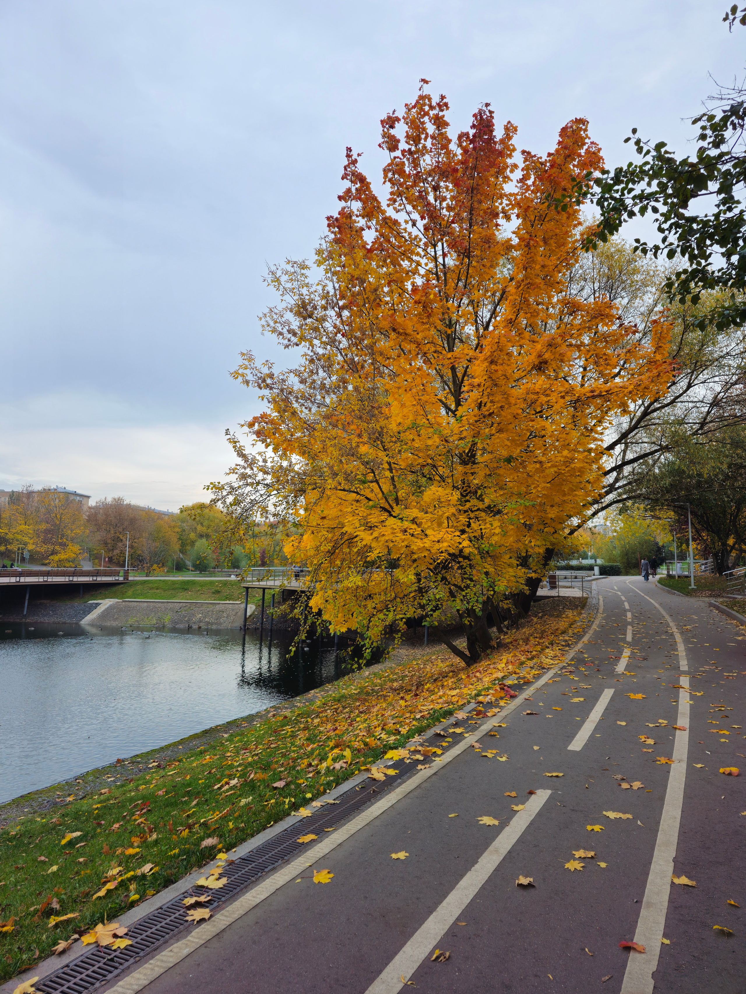 Парк с осенними деревьями и дорожкой, ведущей к воде. Осенний пейзаж с золотистыми деревьями вдоль реки, велосипедная дорожка и спокойная атмосфера.