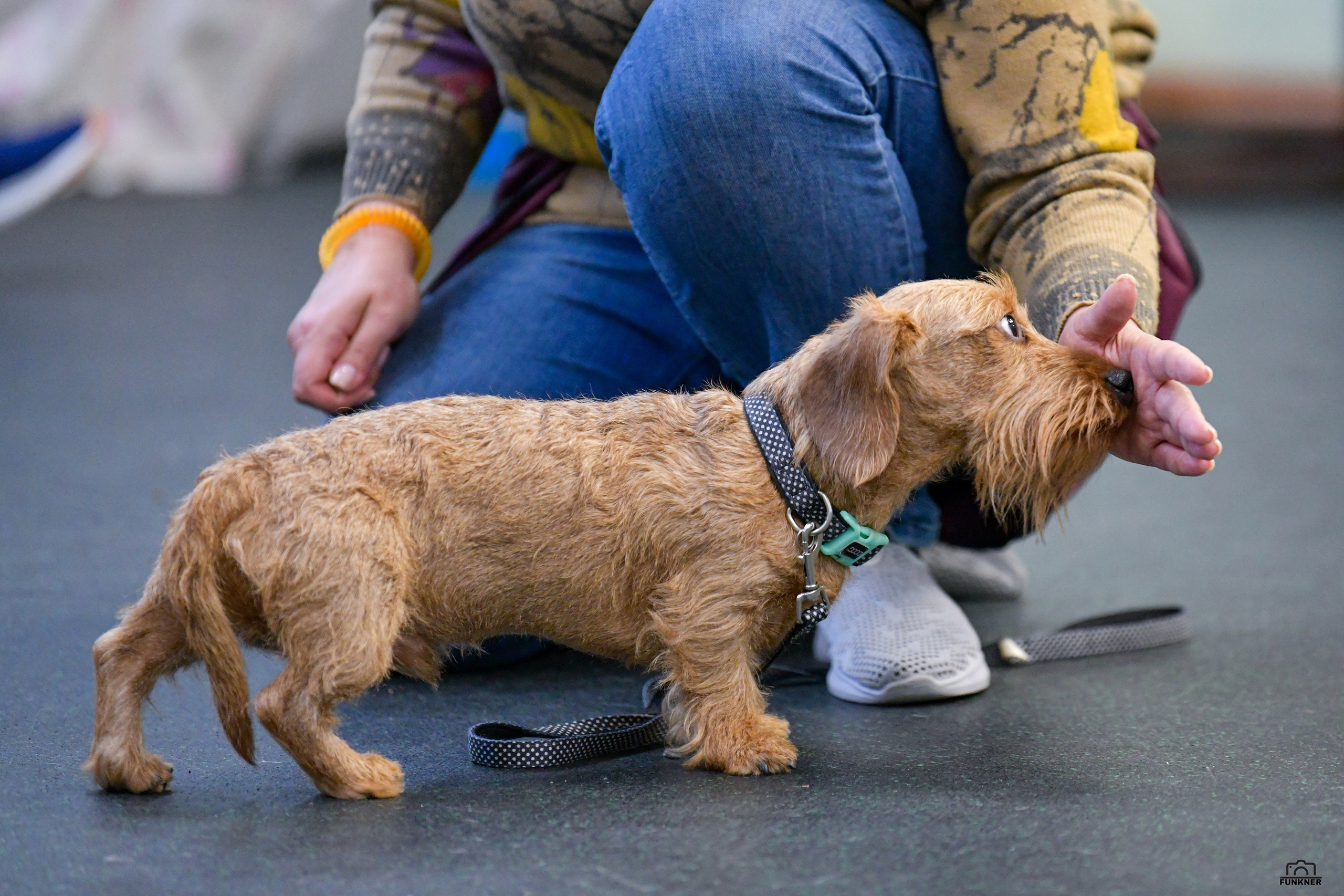 Кинологический клуб «Бодрый хвост». Свой взгляд через объектив