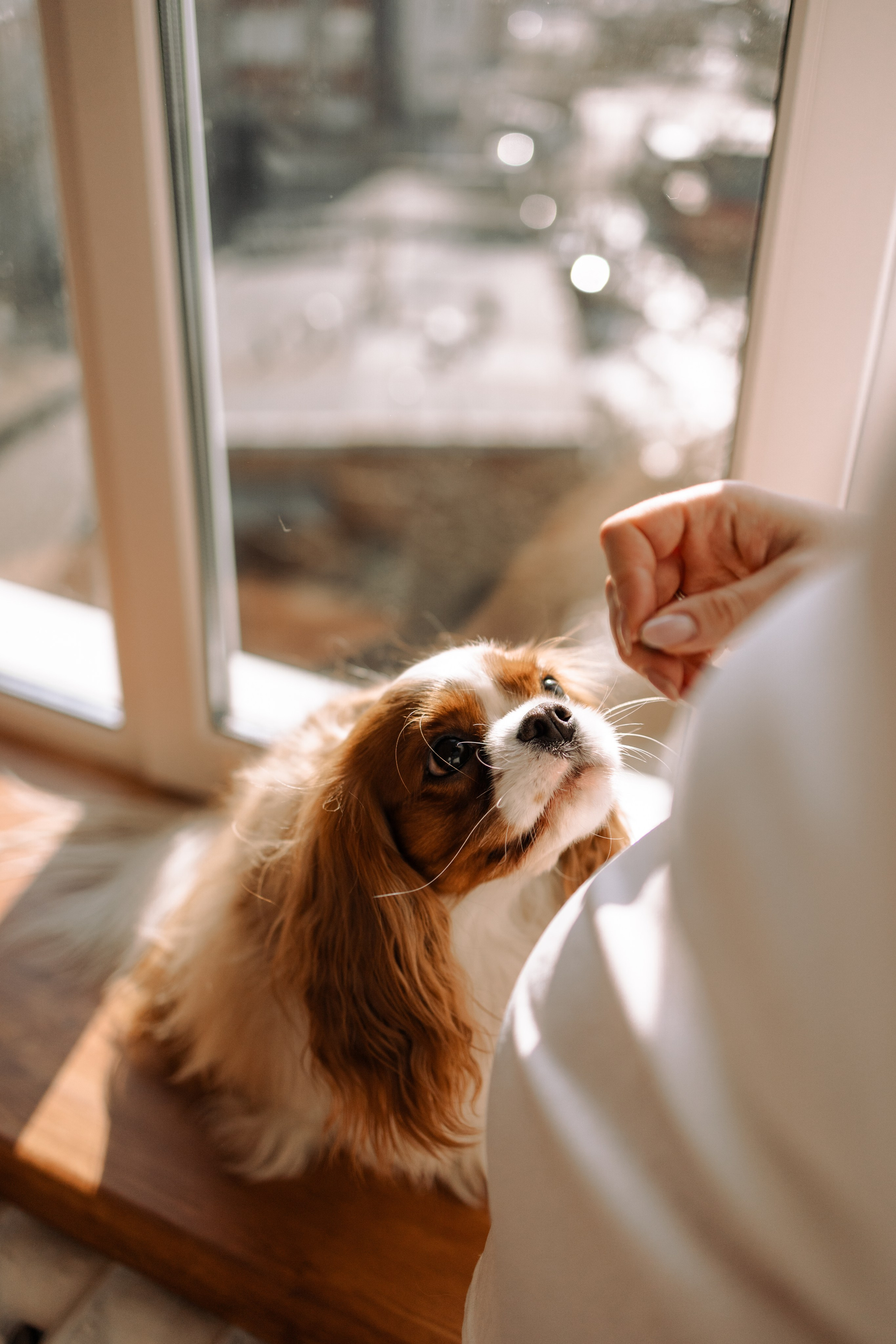 Шерри и ее семья. Фотограф — Анималист | Санкт-Петербург