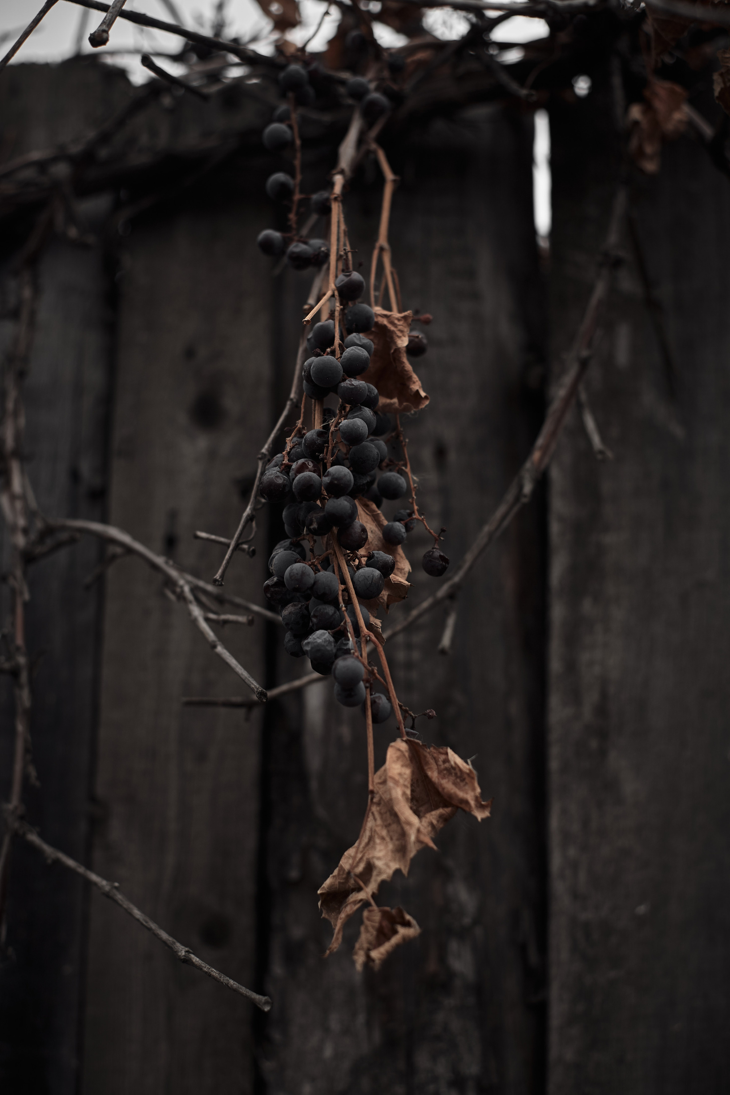 Фотограф в Волгограде Соколова Вера