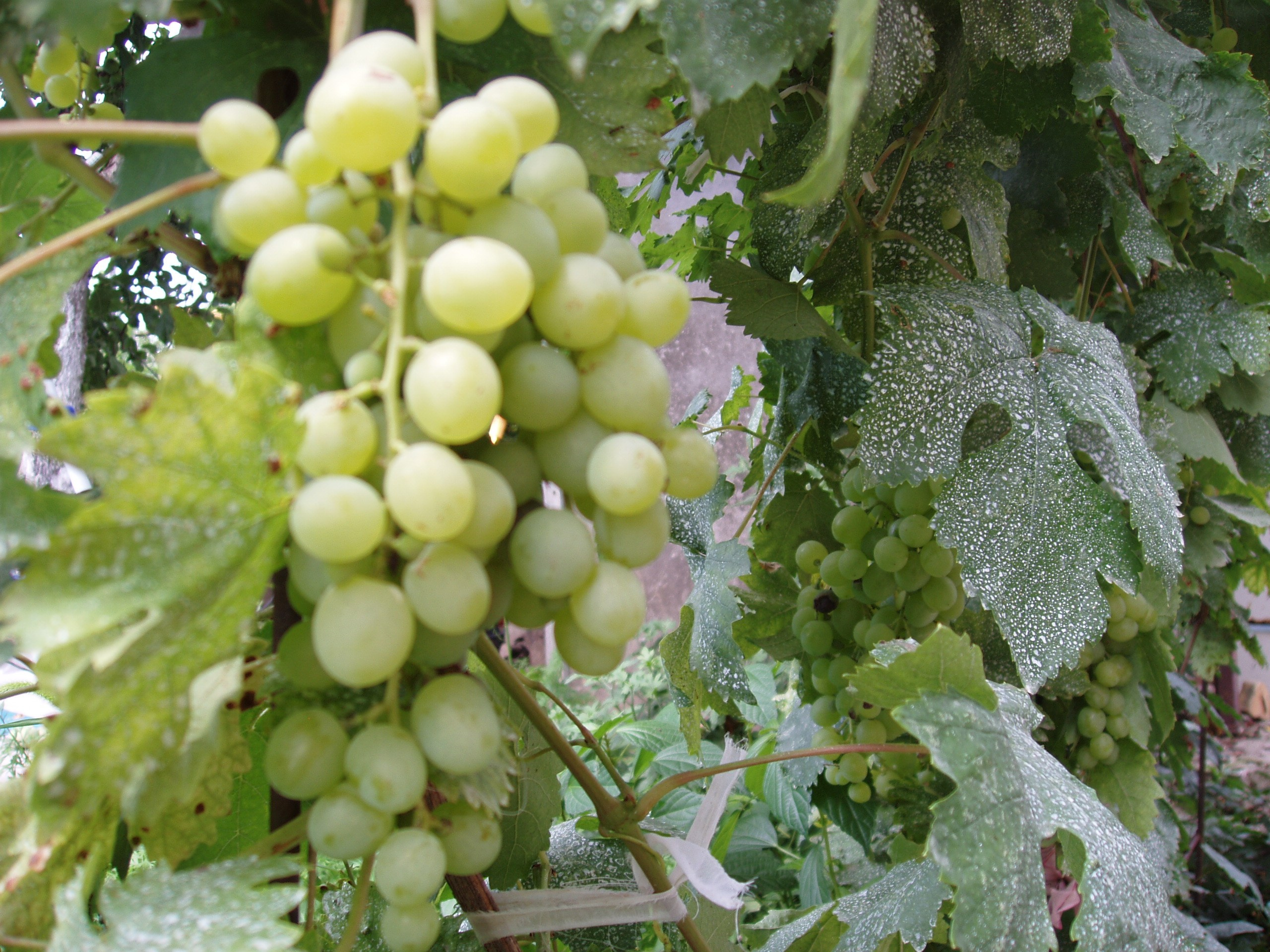 Отпуск 20.07-17.08. Семейный, Свадебный фотограф СПБ Питер— Романова Екатерина