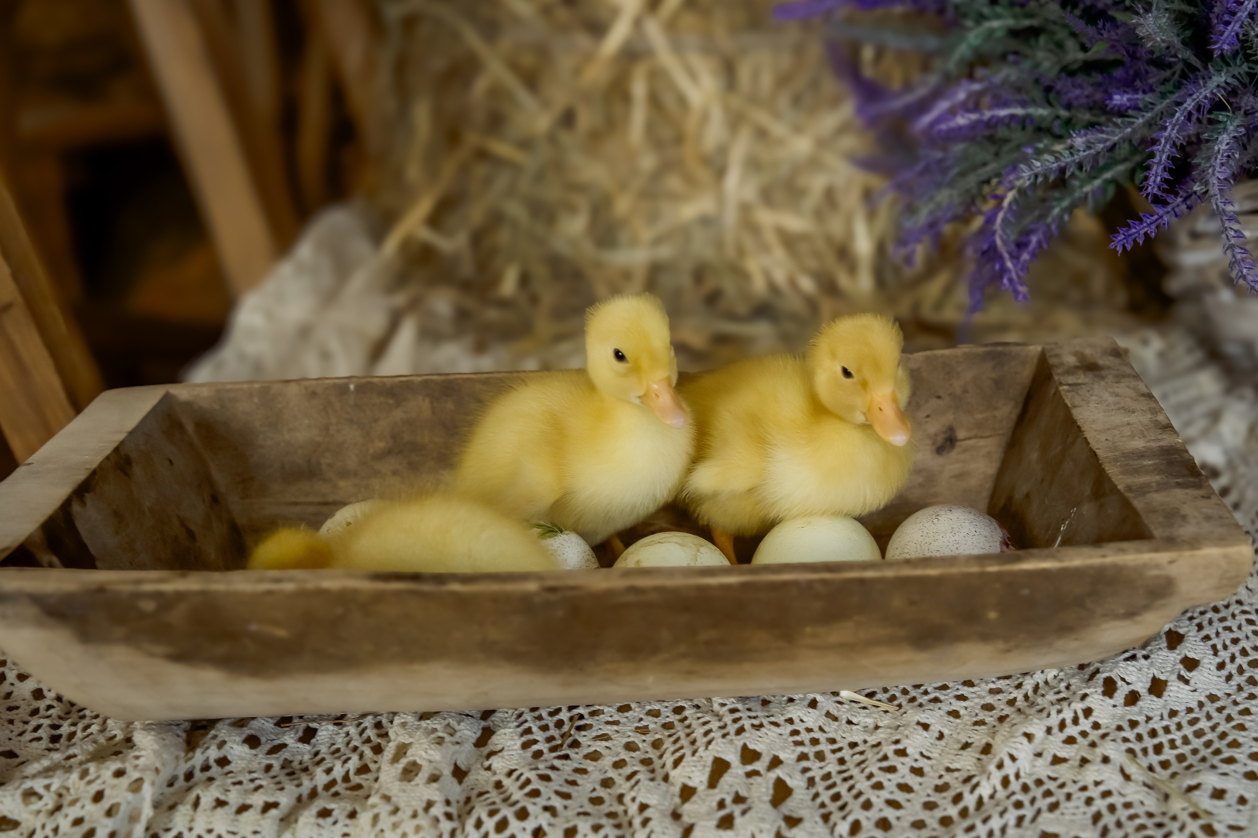 Фото-проект с утятами. Марина Суздаль семейный и детский фотограф в Москве и Подмосковье
