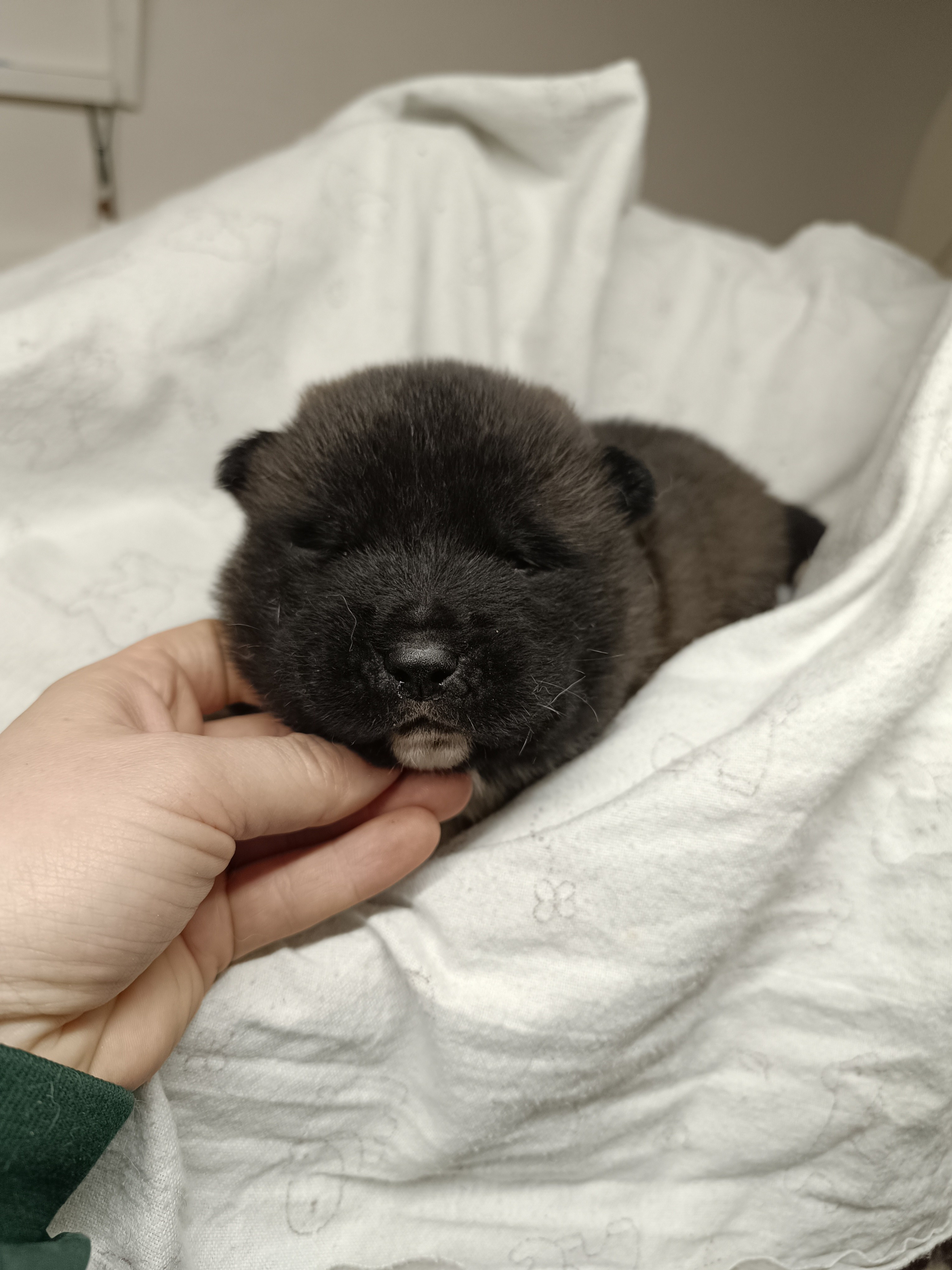 Американская акита  щенки питомник Санкт-Петербург клубные щенки Американская акита питомник RUBYLIGHT Рубилайт купить щенка американской акиты