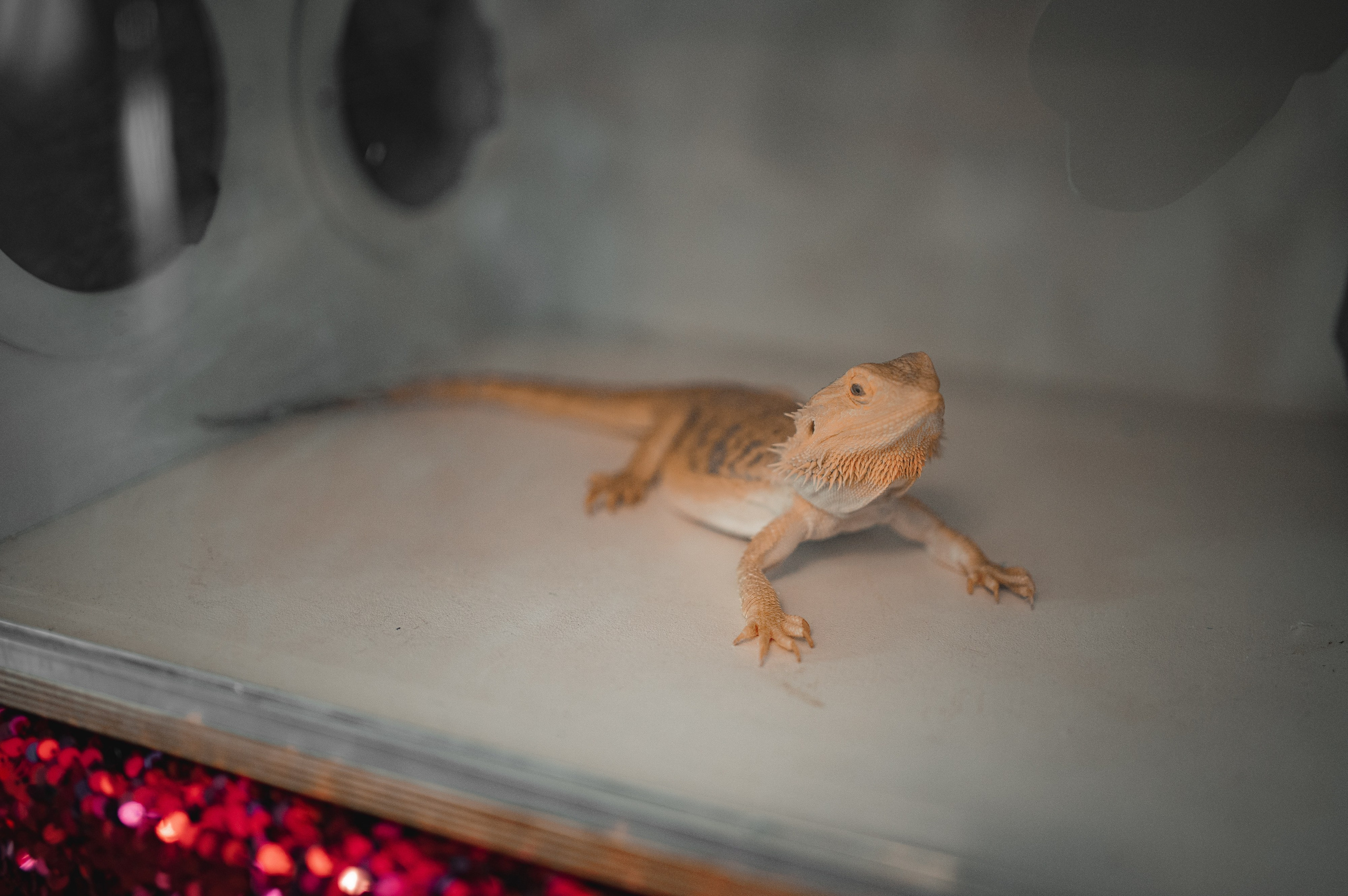 ДР Алисы. Свадебный и портретный фотограф в Москве Жердев Даниил