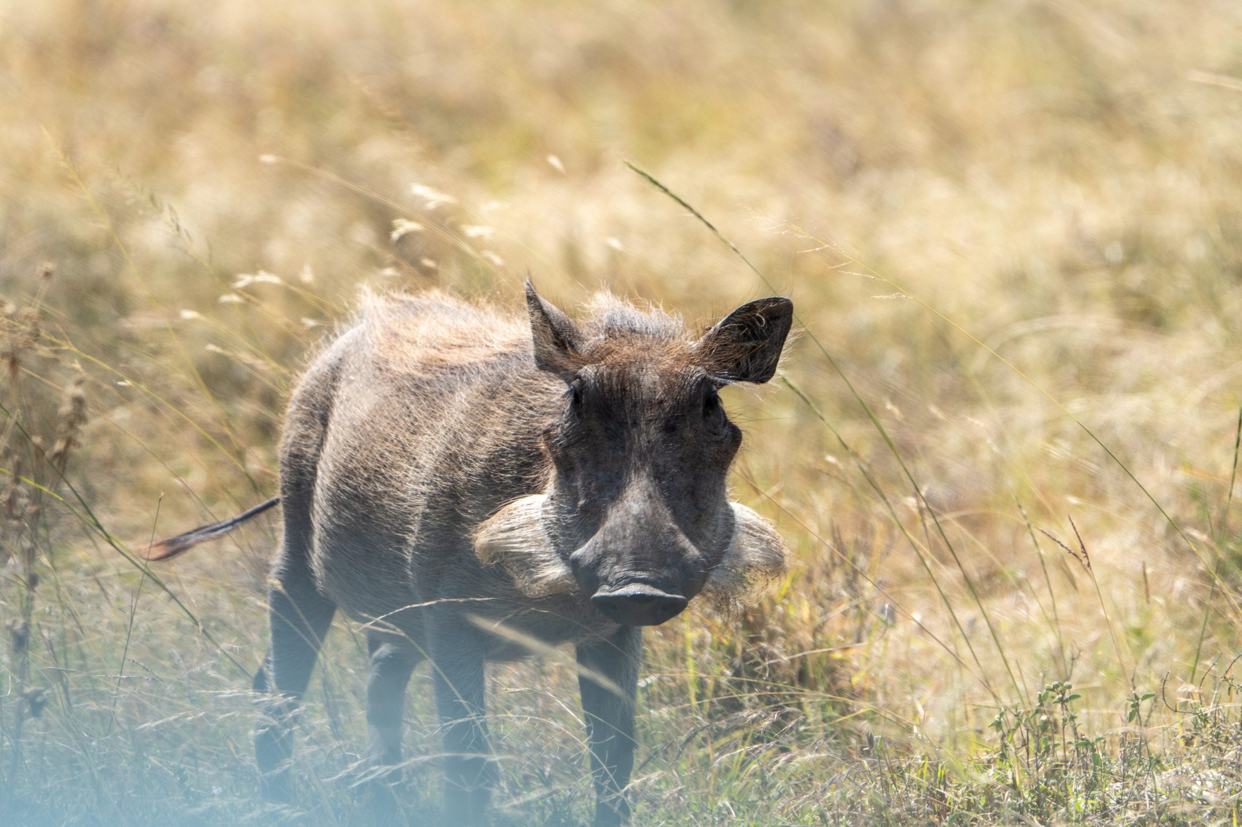 Танзания, сафари, 2025. Творческие сьемки