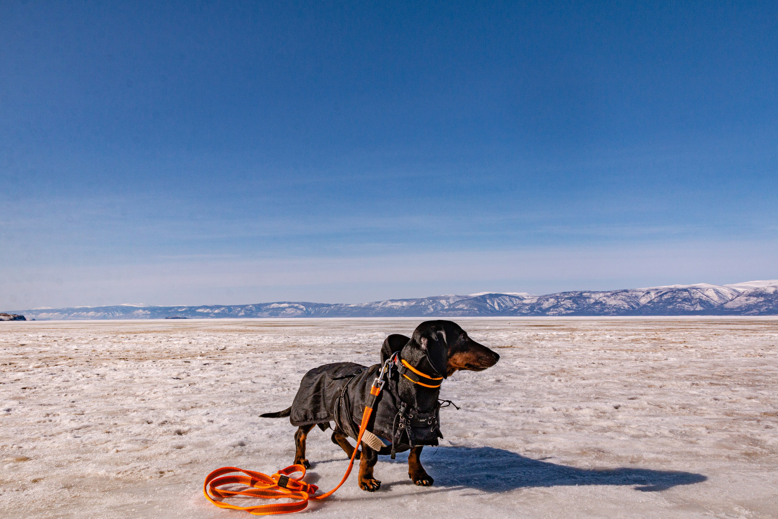 Фотосъёмка животных. Предметный и репортажный фотограф Алексей Кротов