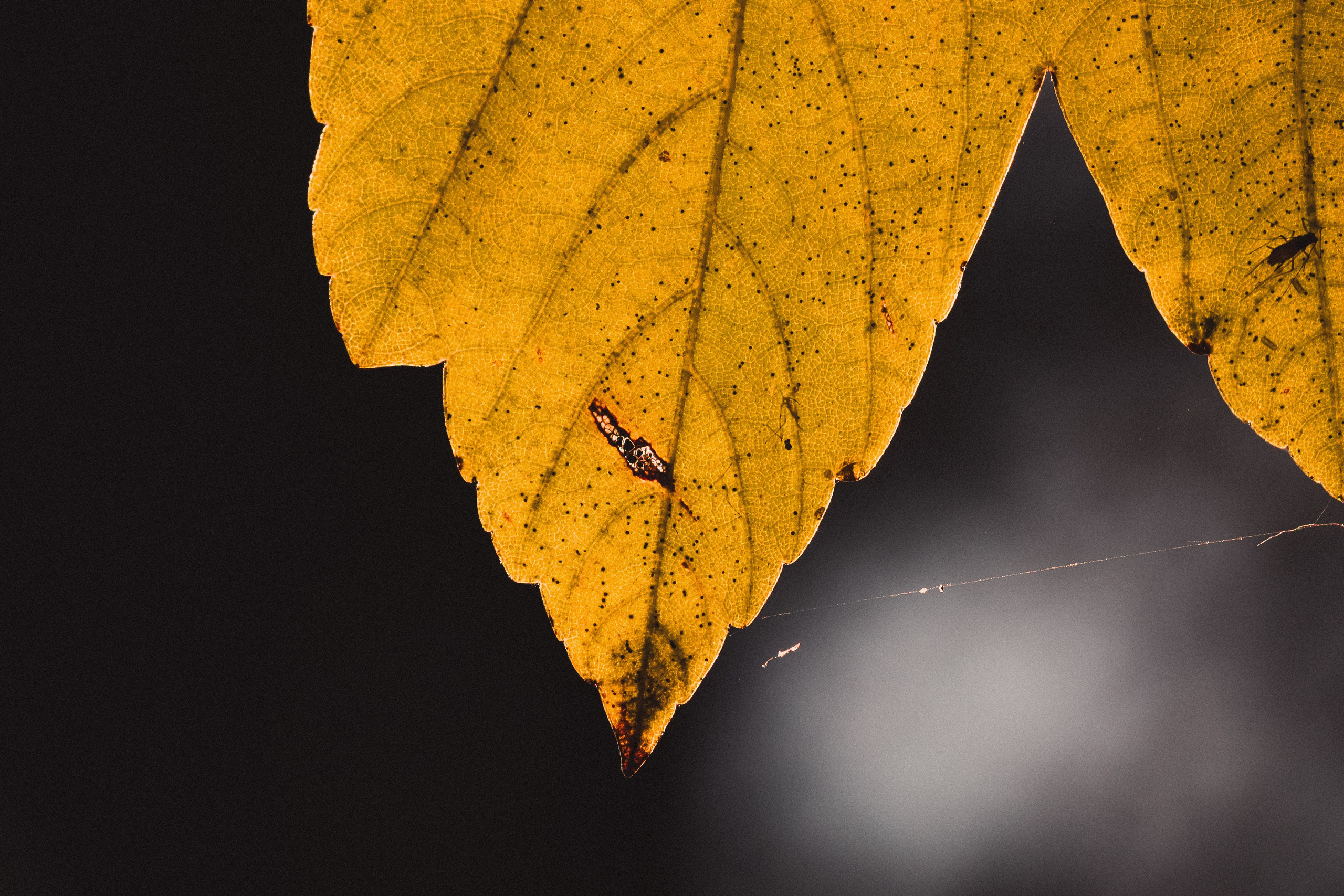 М А К Р О. — Digital Noise —