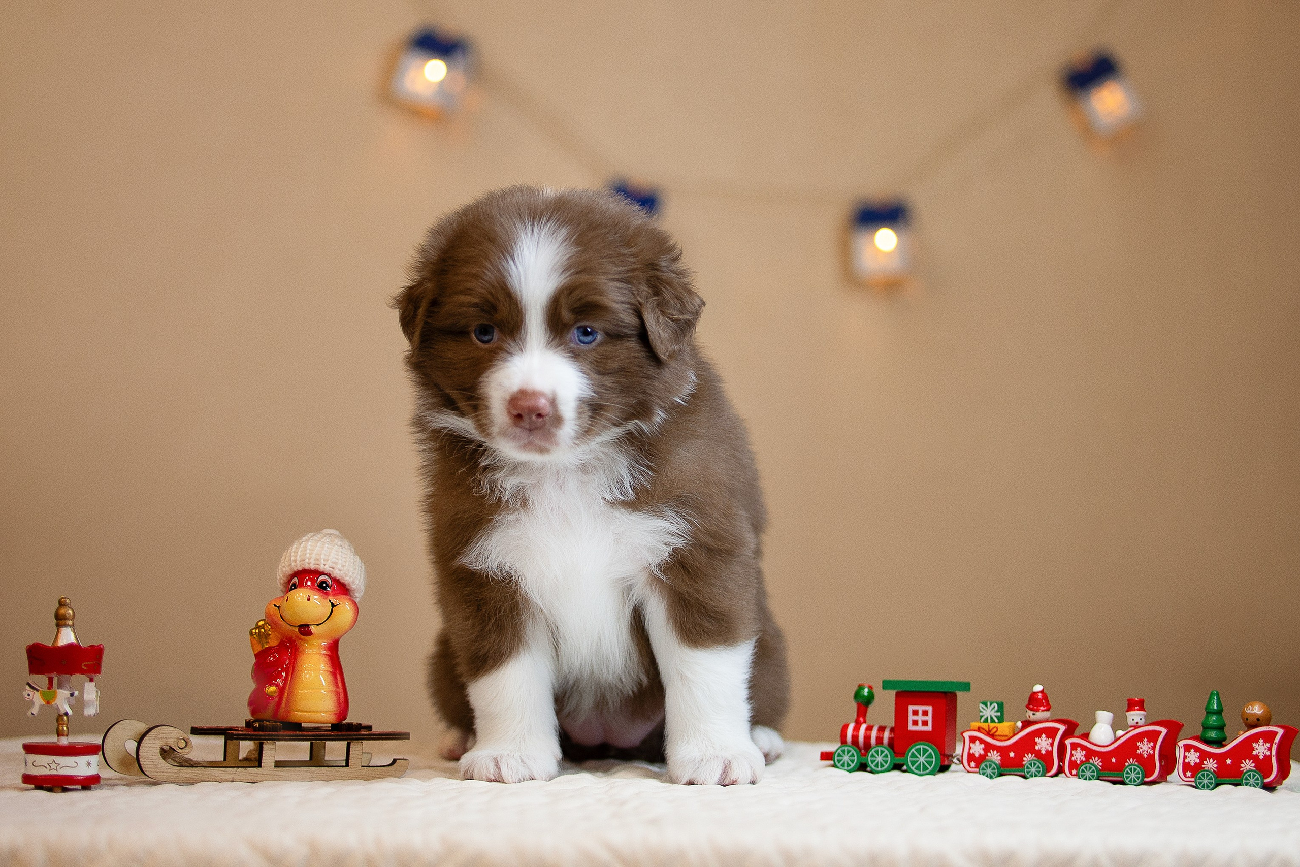 Заводчик Ольга Тутлова. Творческий фотограф Вологда