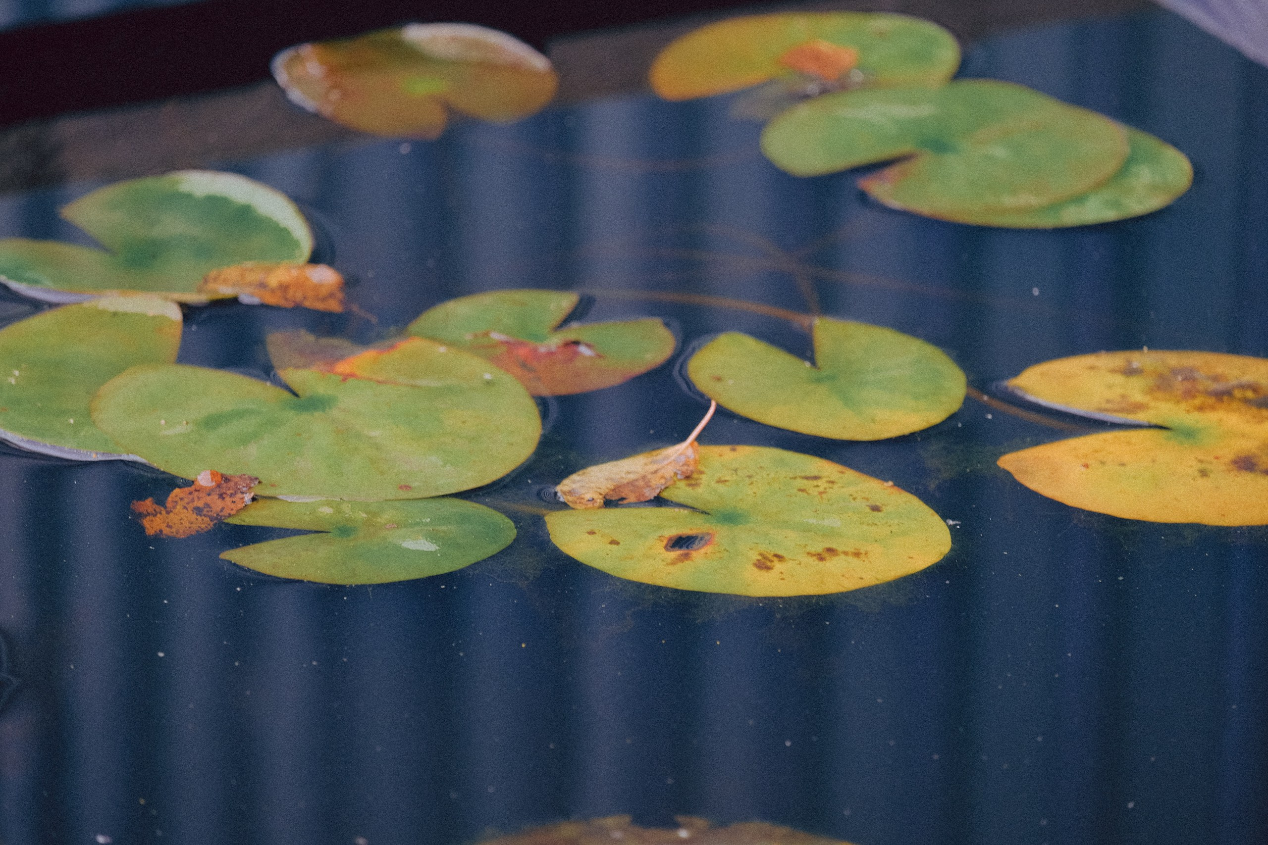 Осеняя прогулка. Профессиональный фотограф, Санкт-Петербург — Виктория Богомолова